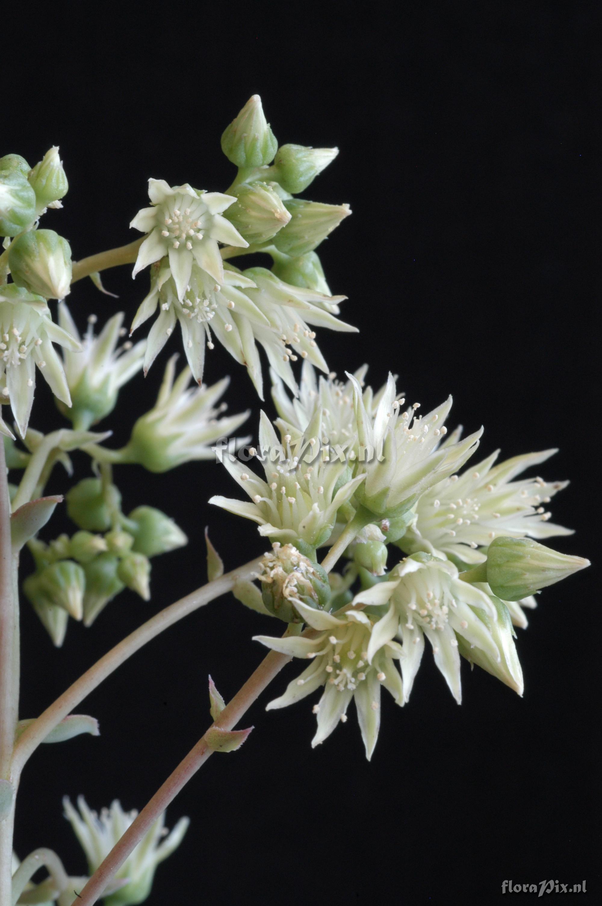 Aeonium haworthii