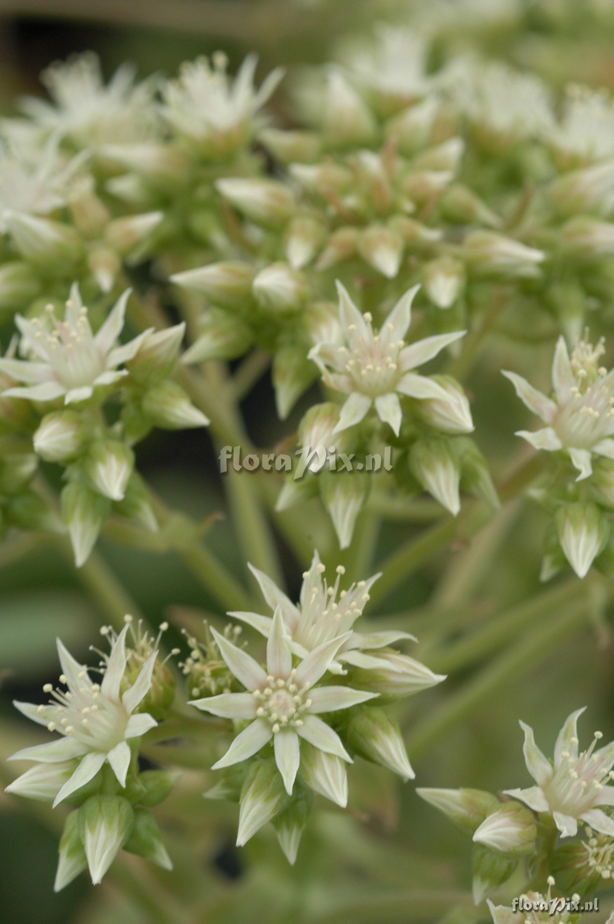 Aeonium hierrense