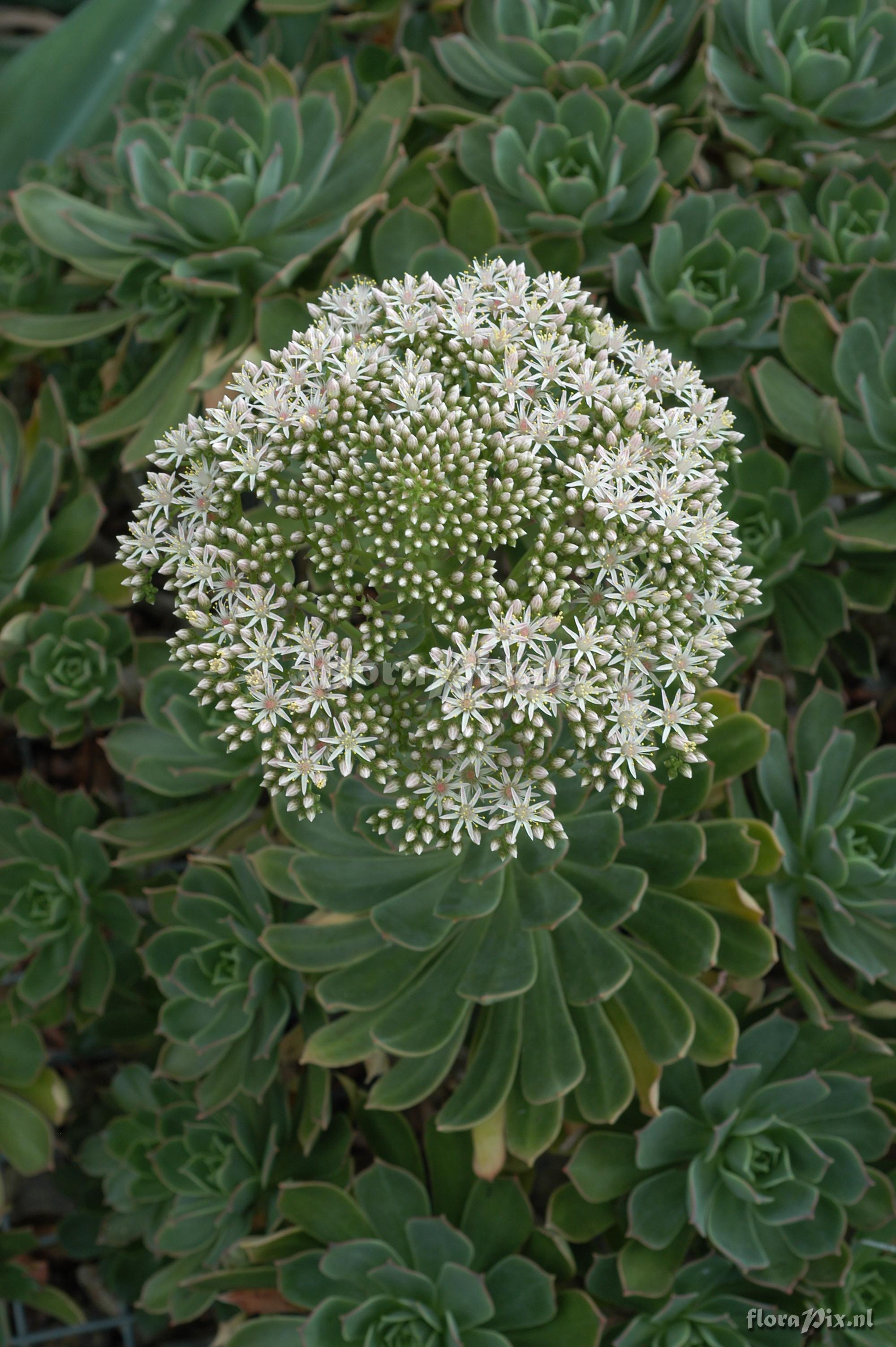 Aeonium lanzerottense