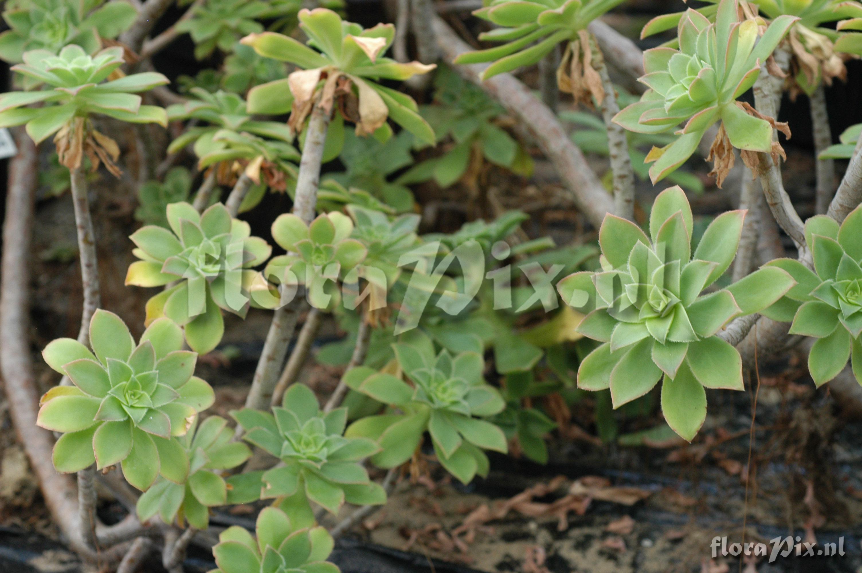 Aeonium leucoblepharum