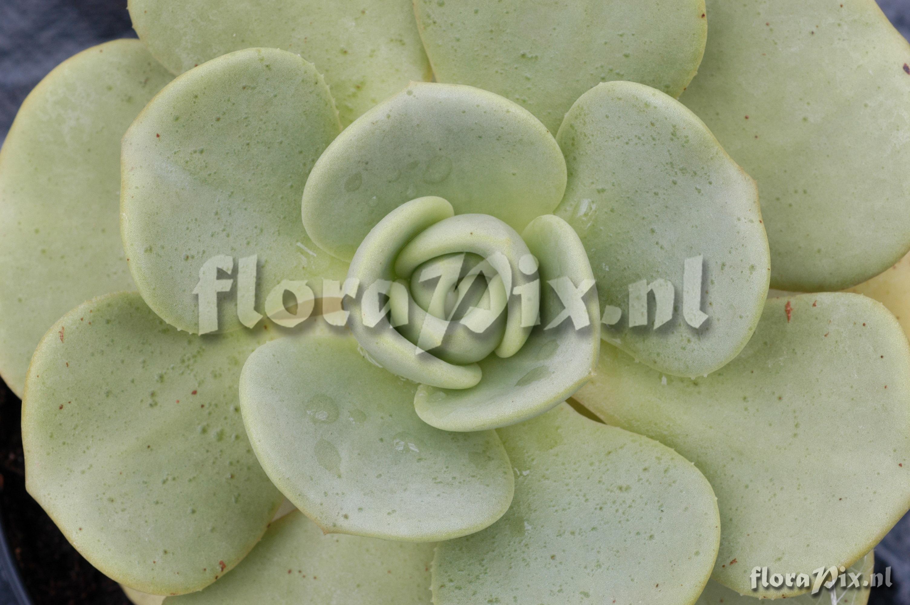 Aeonium nobile