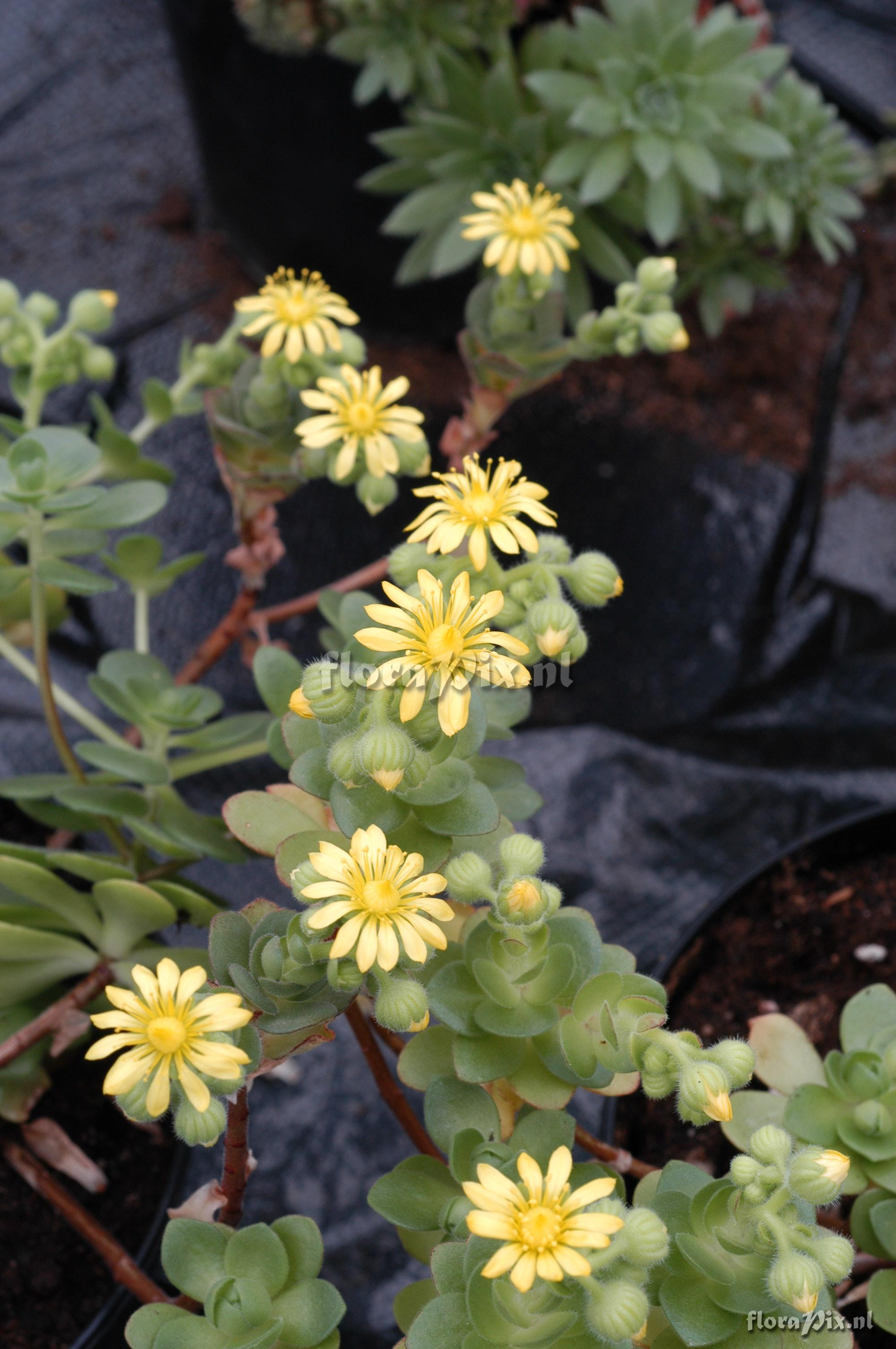 Aeonium saundersii