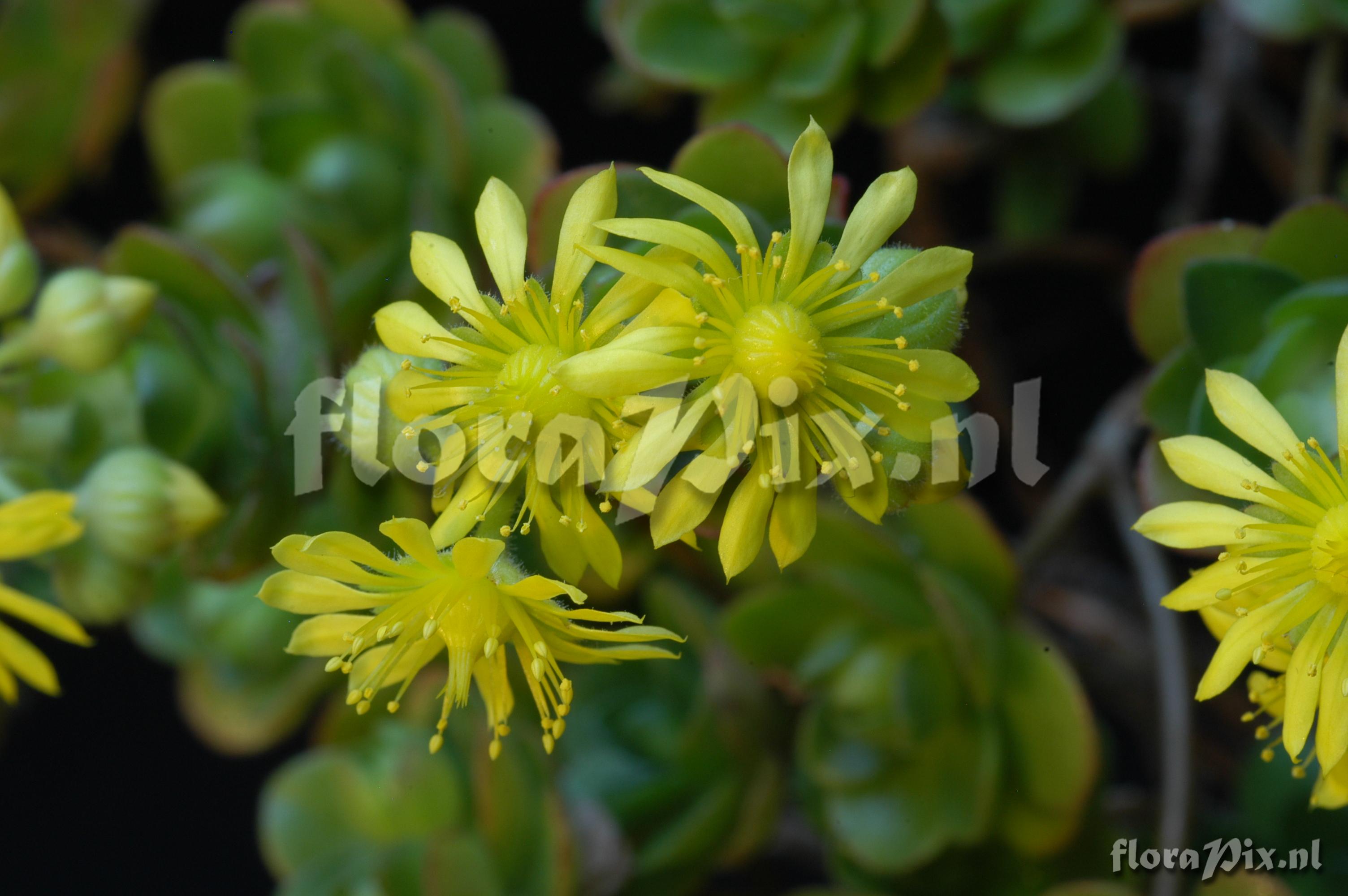 Aeonium saundersii