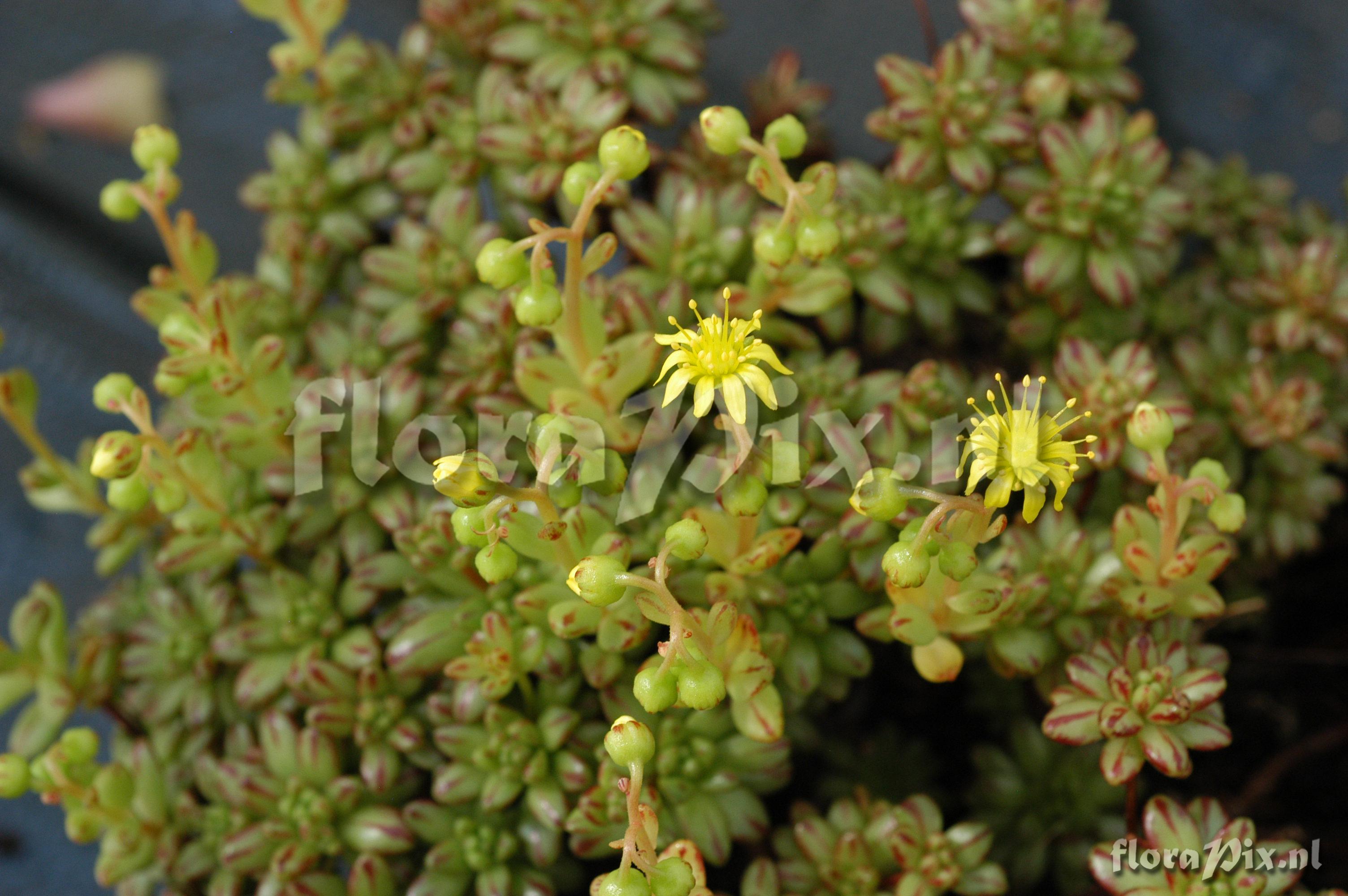 Aeonium sedifolium