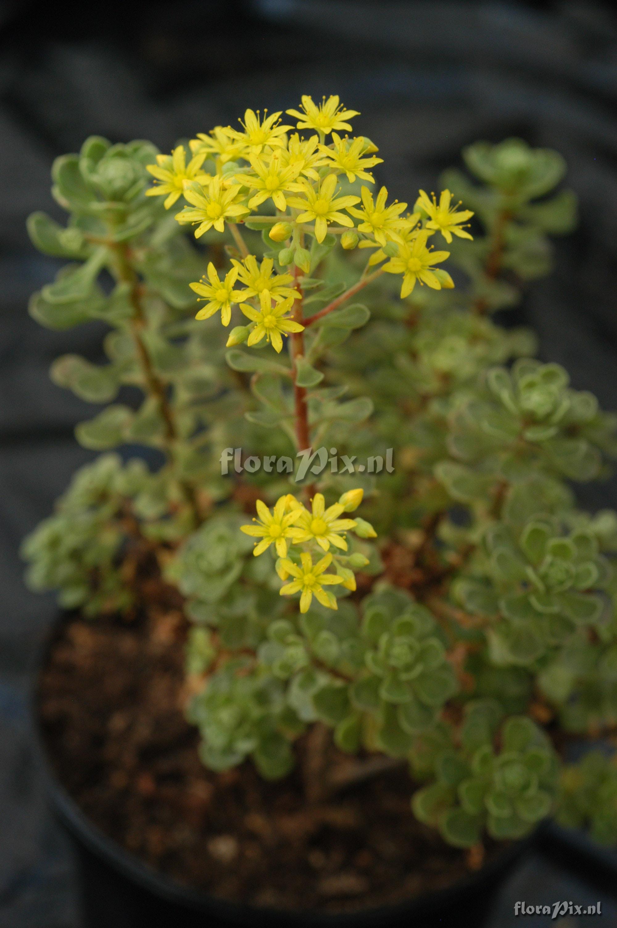 Aeonium spathulatum 1992HR31912