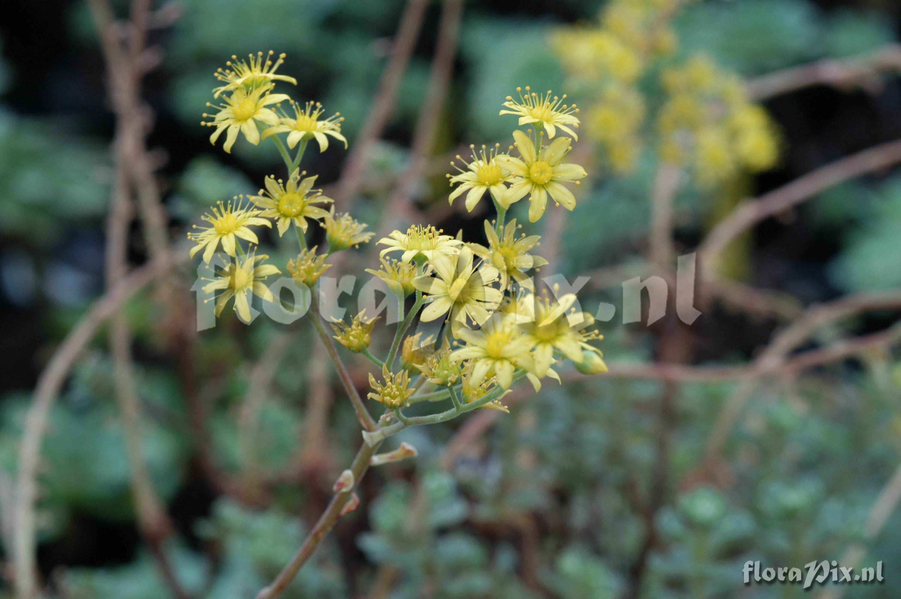 Aeonium spathulatum