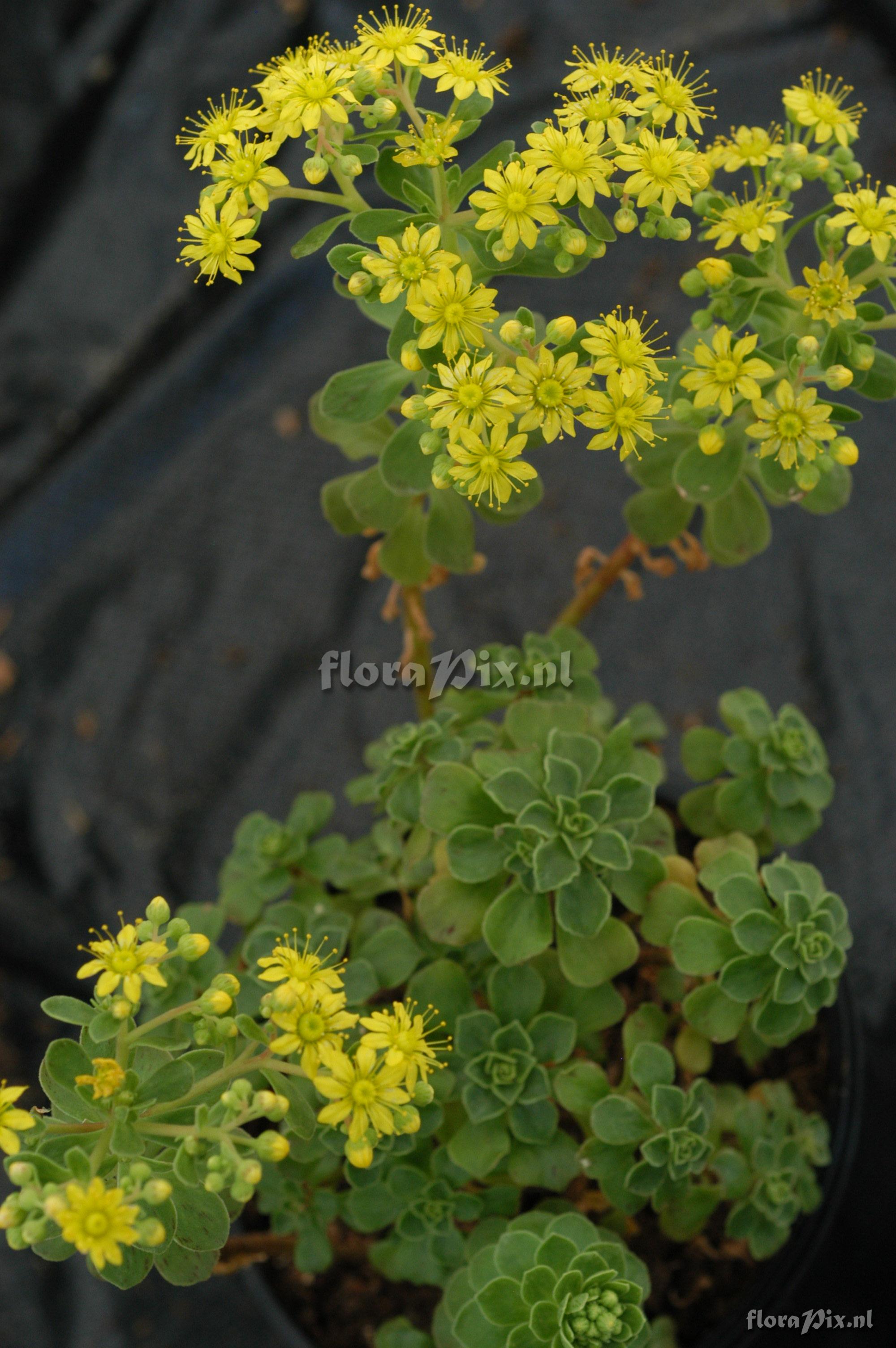 Aeonium spathulatum