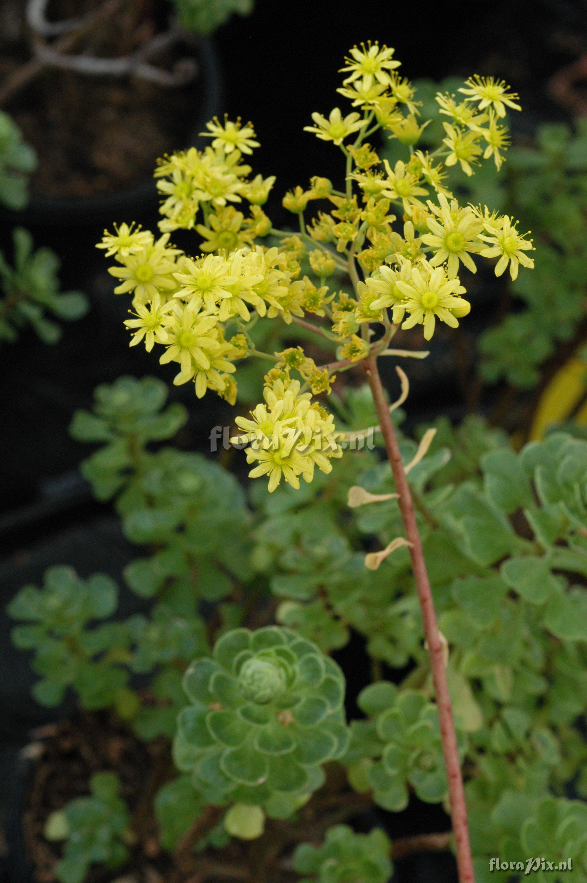 Aeonium spathulatum