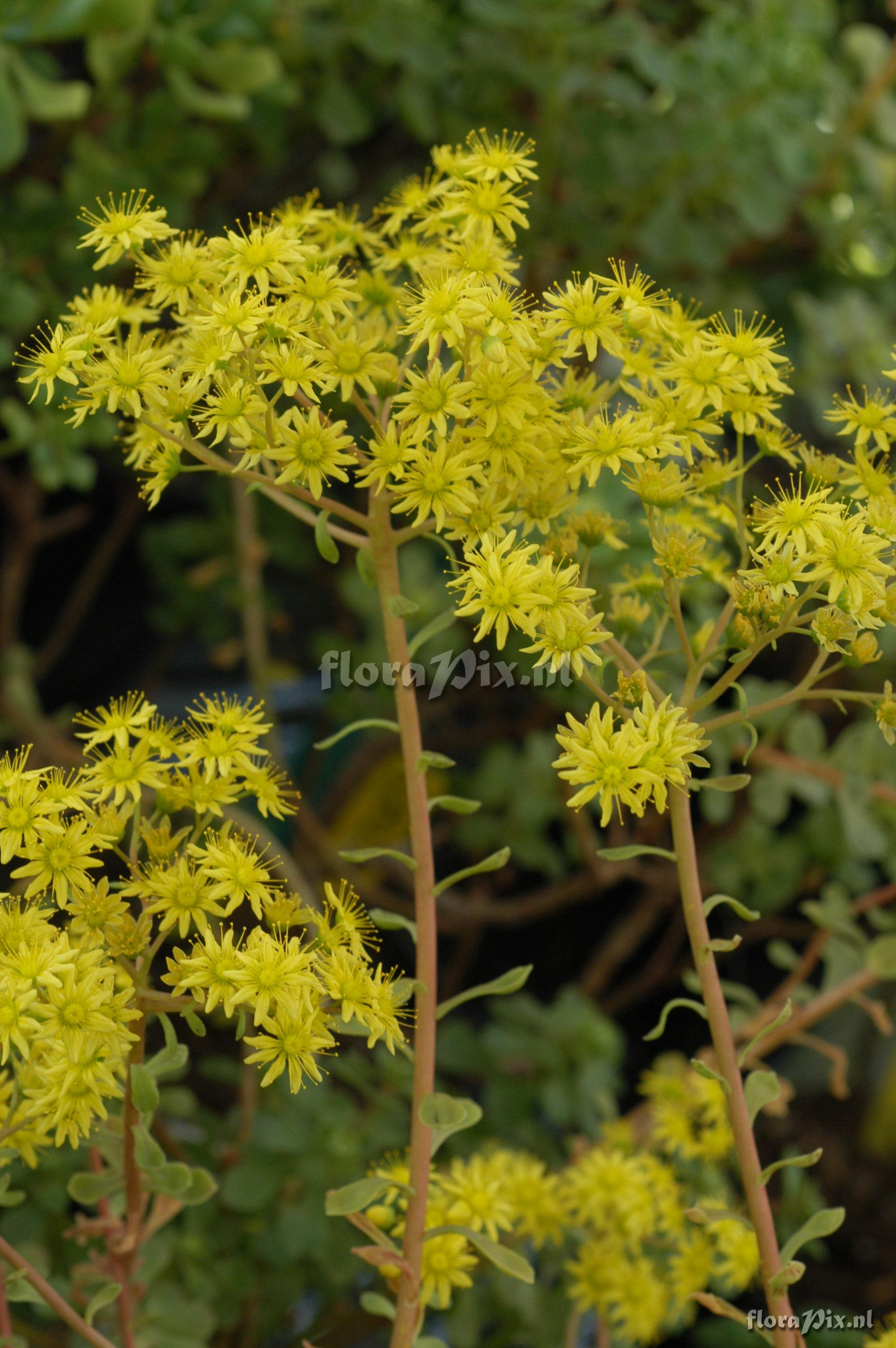 Aeonium spathulatum