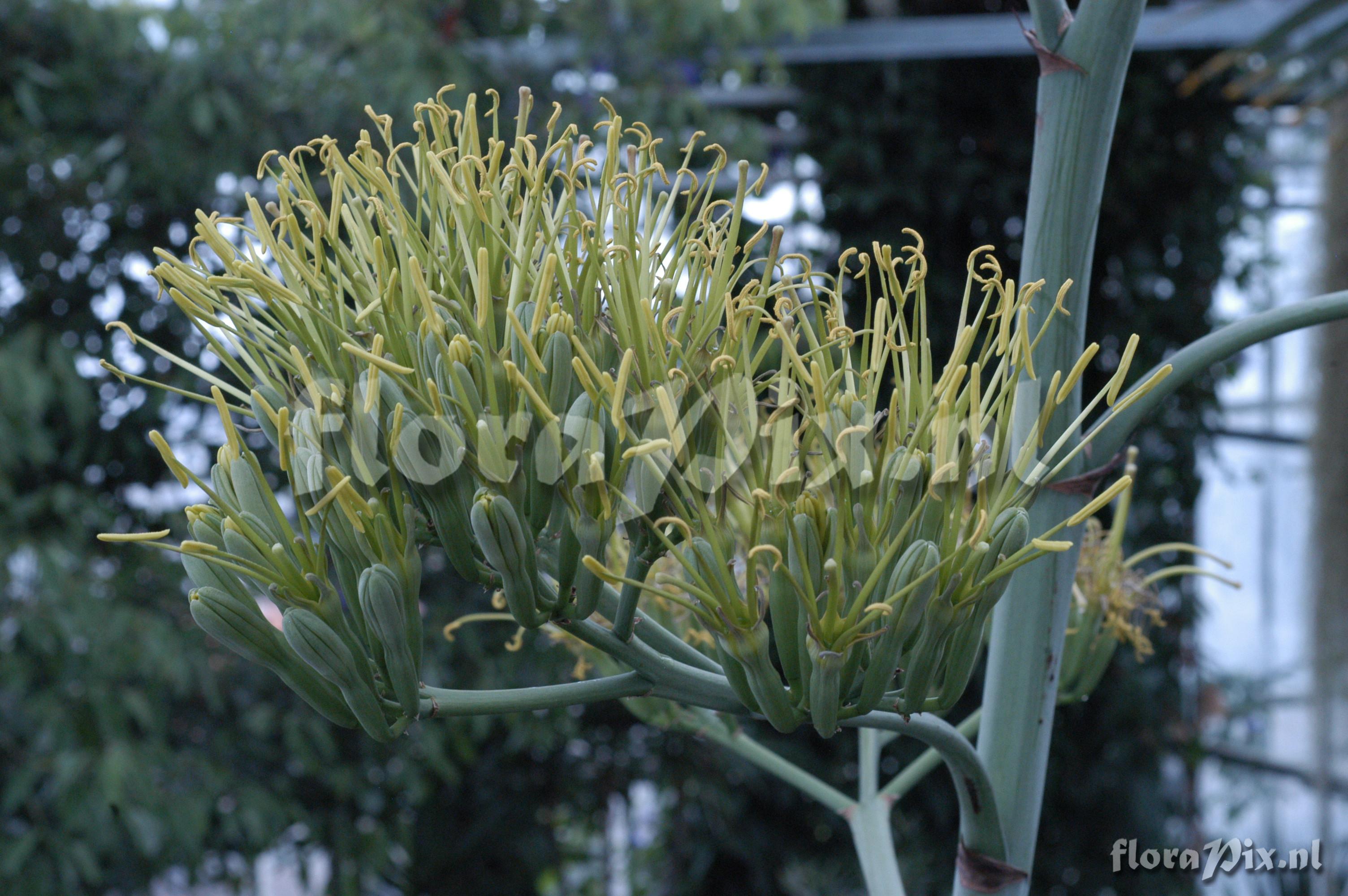 Agave fourcroydes