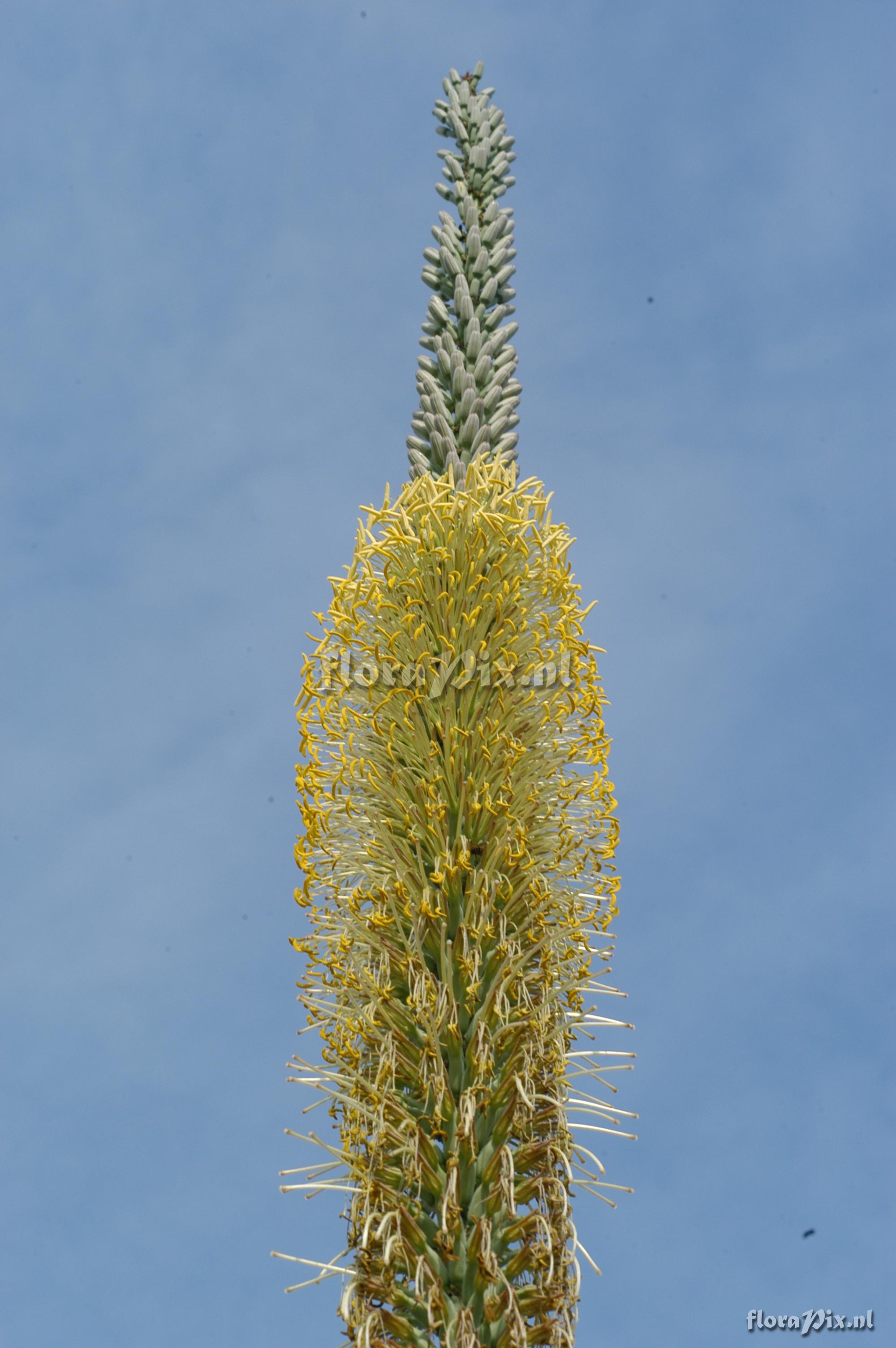 Agave univittata