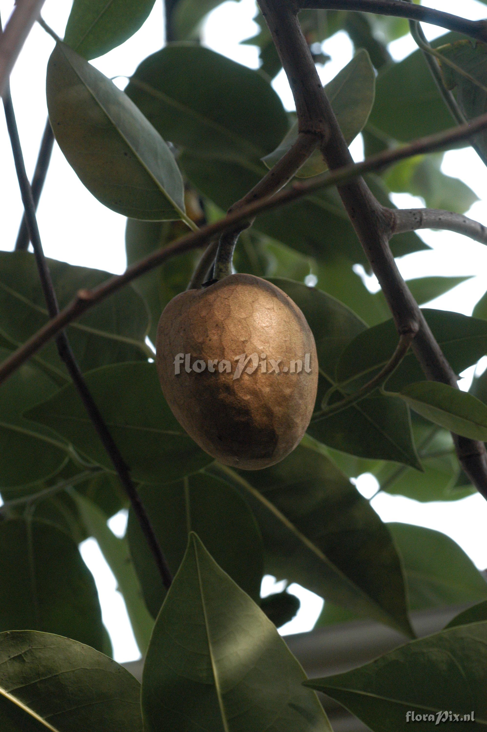 Annona glabra