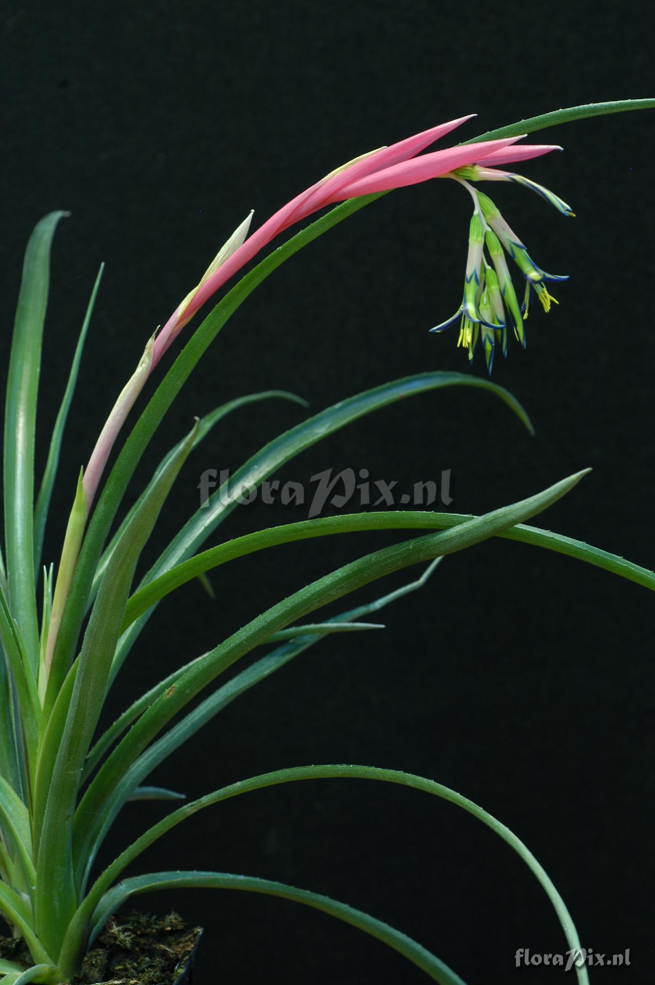 Billbergia nutans var. nutans