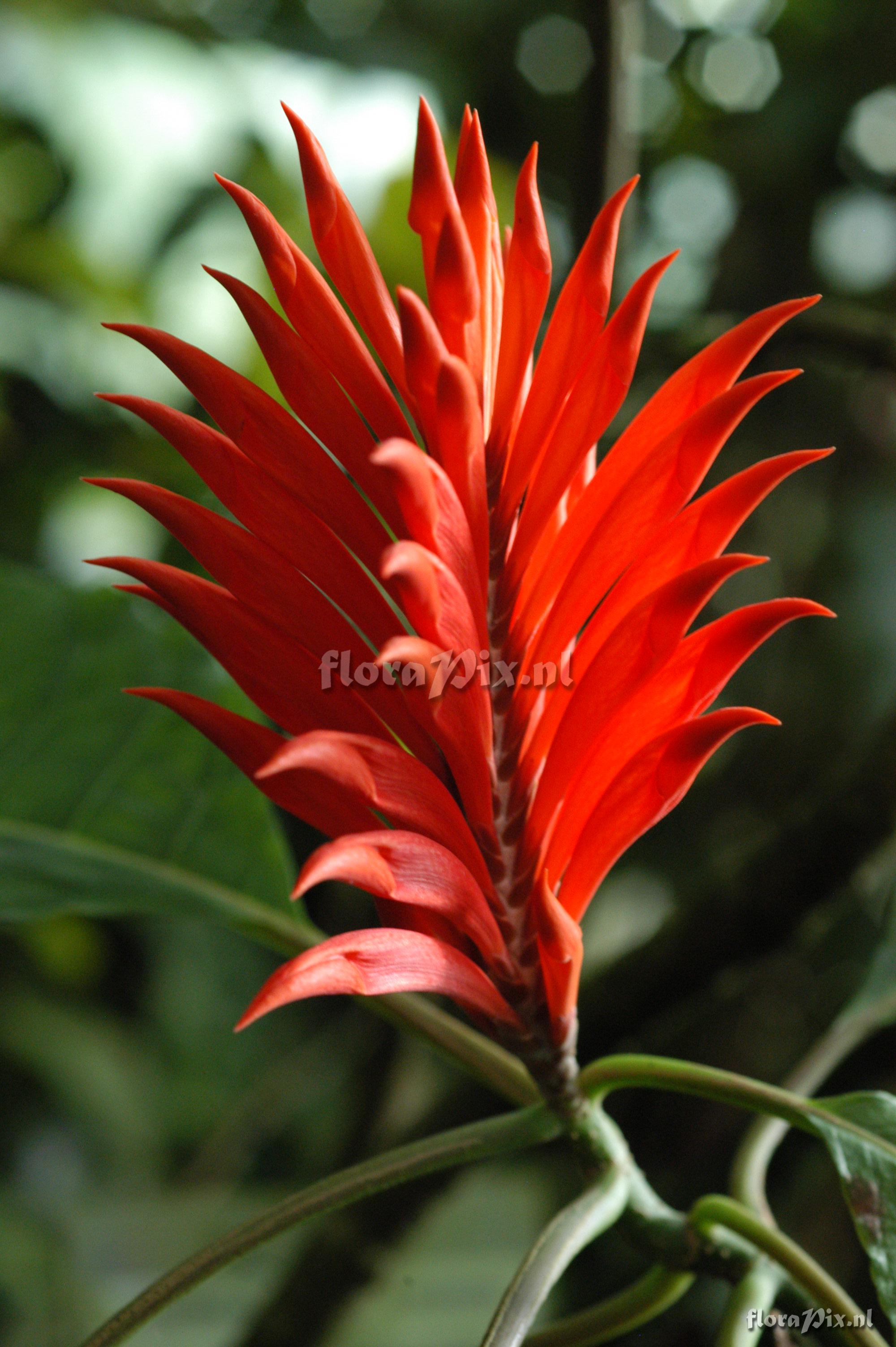 Aphelandra tetragona