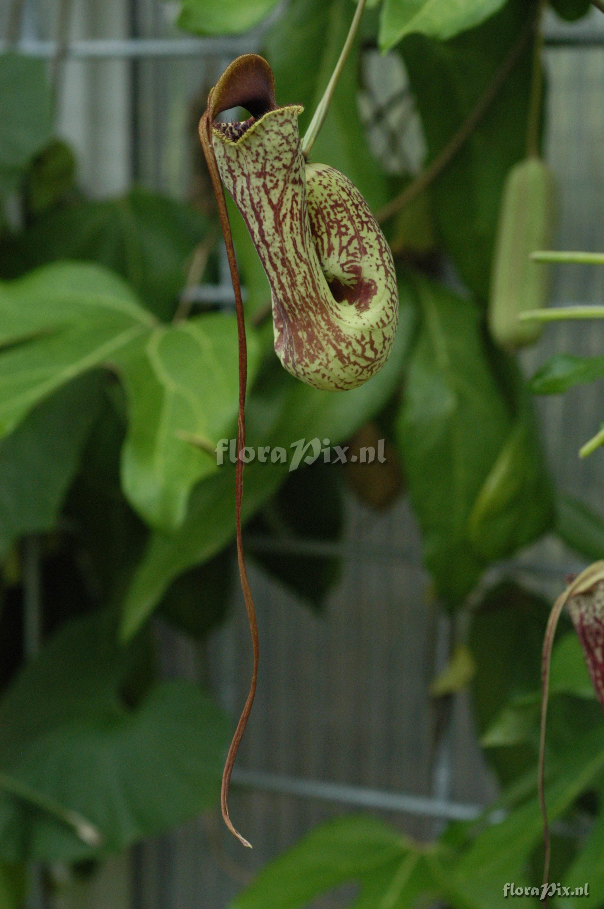 Aristolochia trilobata