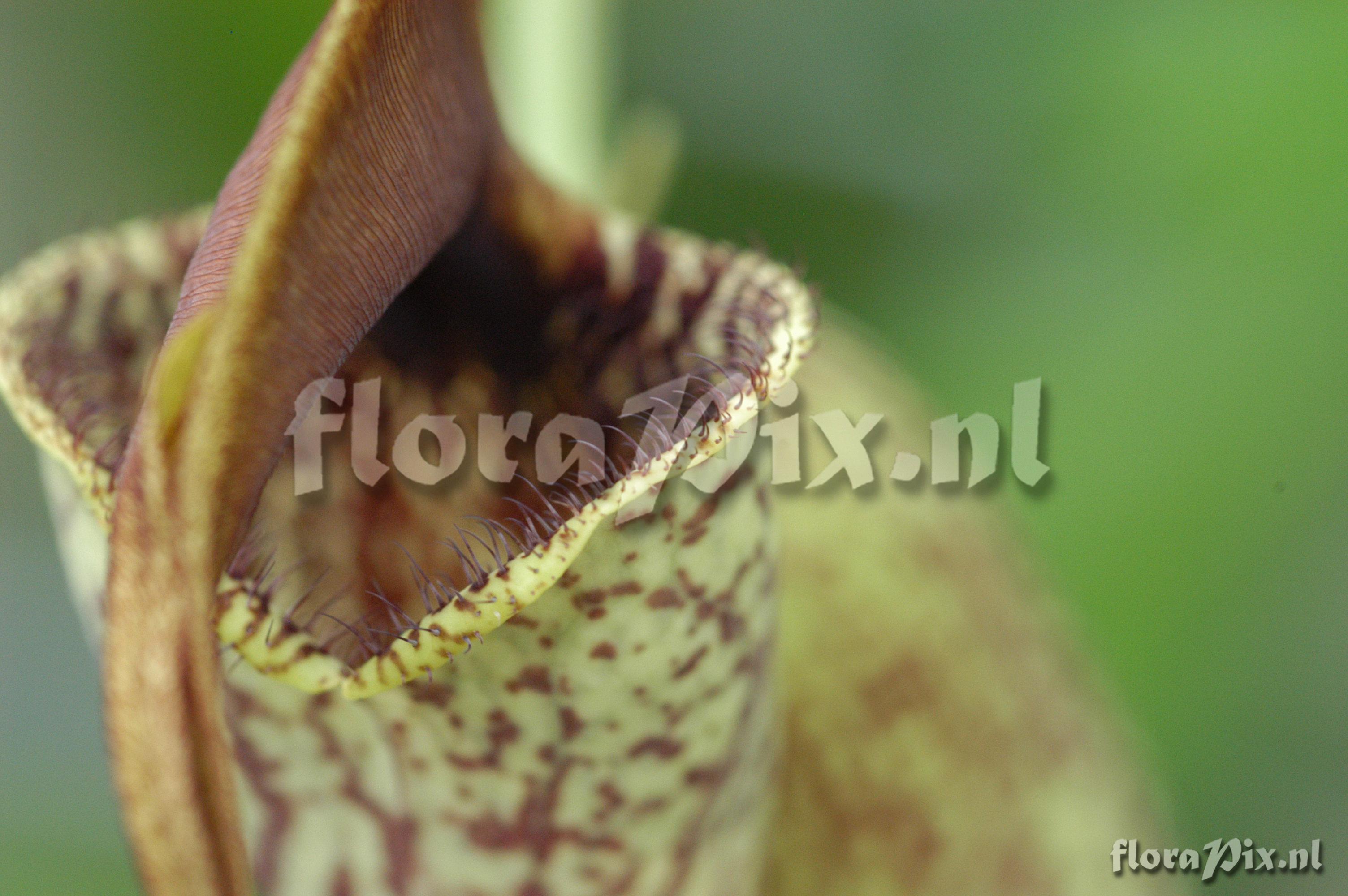 Aristolochia trilobata