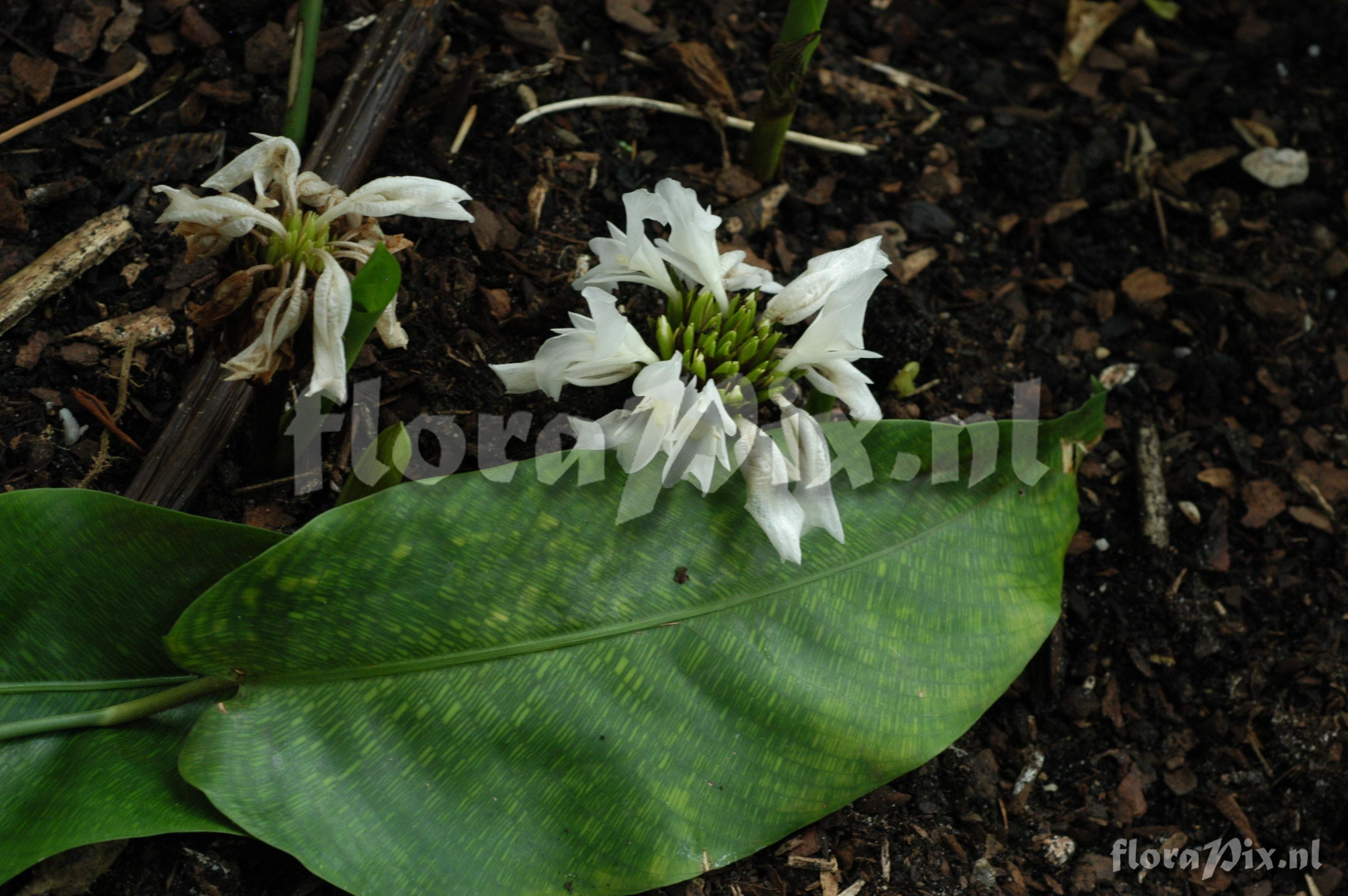 Calathea musaica