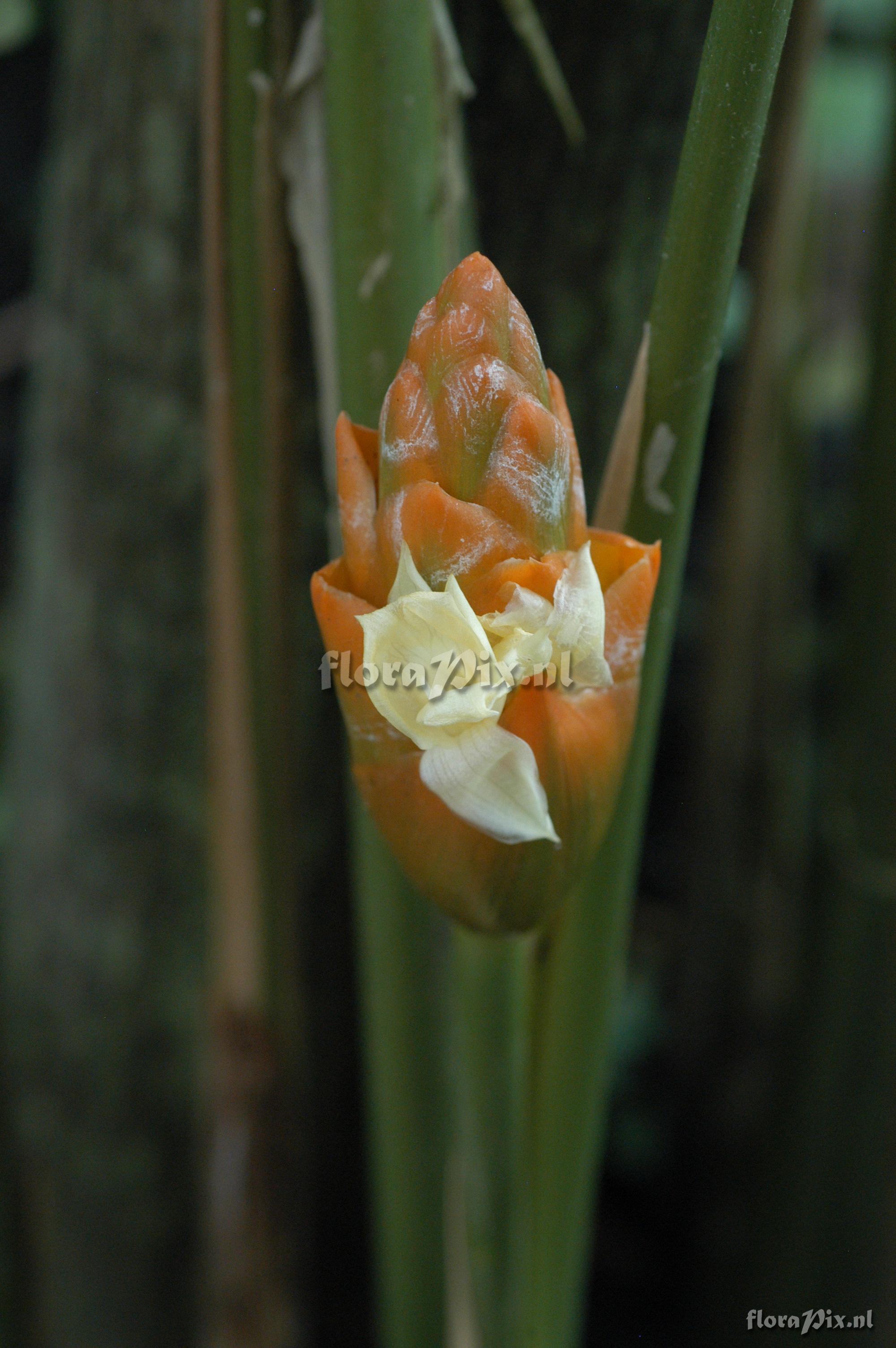 Calathea splendida