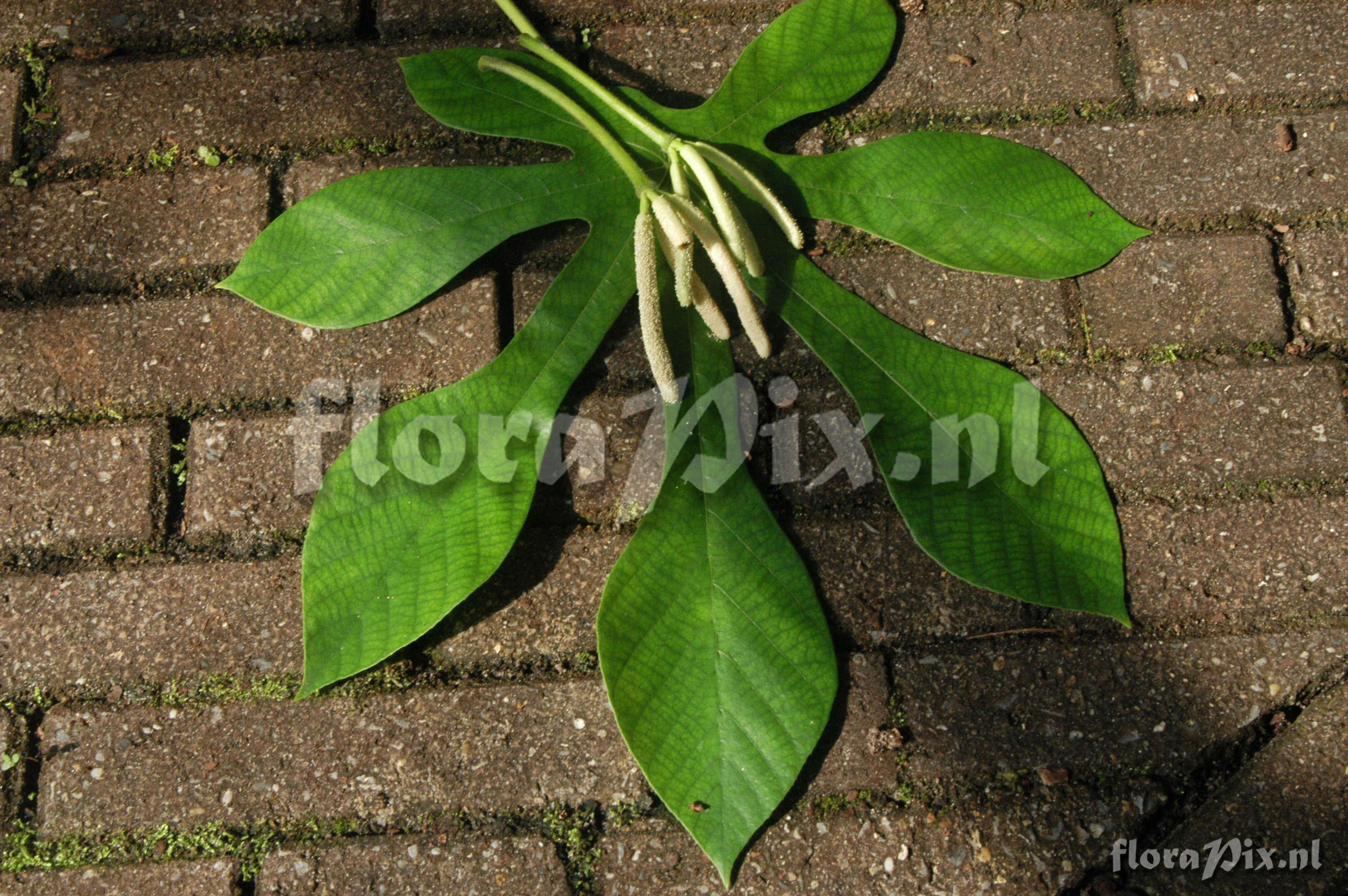 Cecropia pachystachya