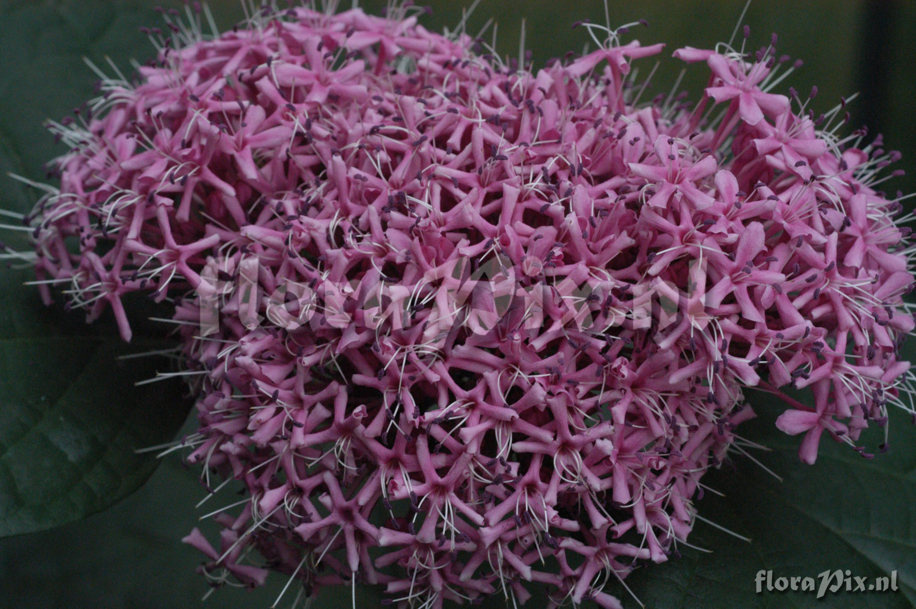 Clerodendrum bungei