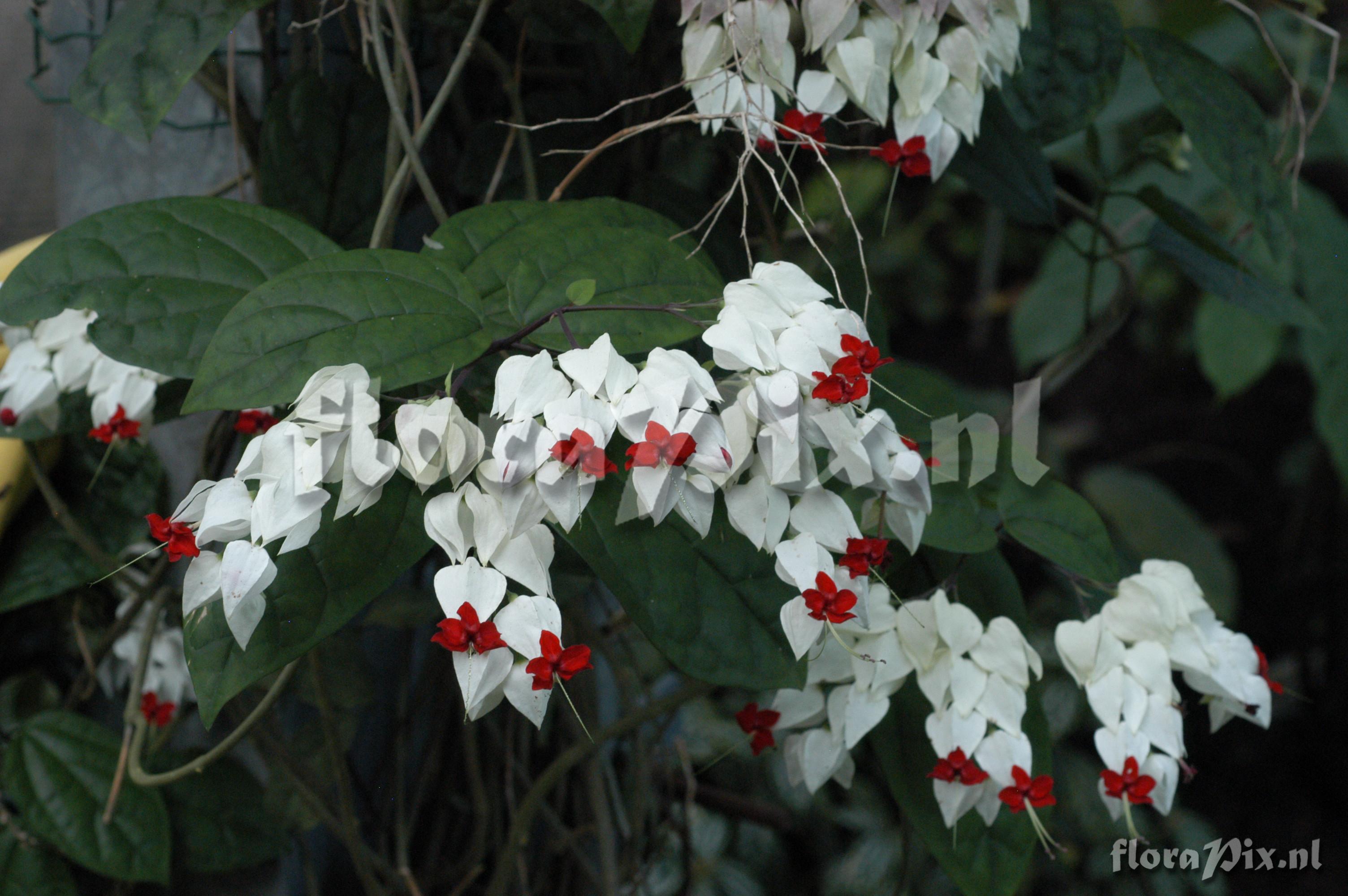 Clerodendrum thomsoniae