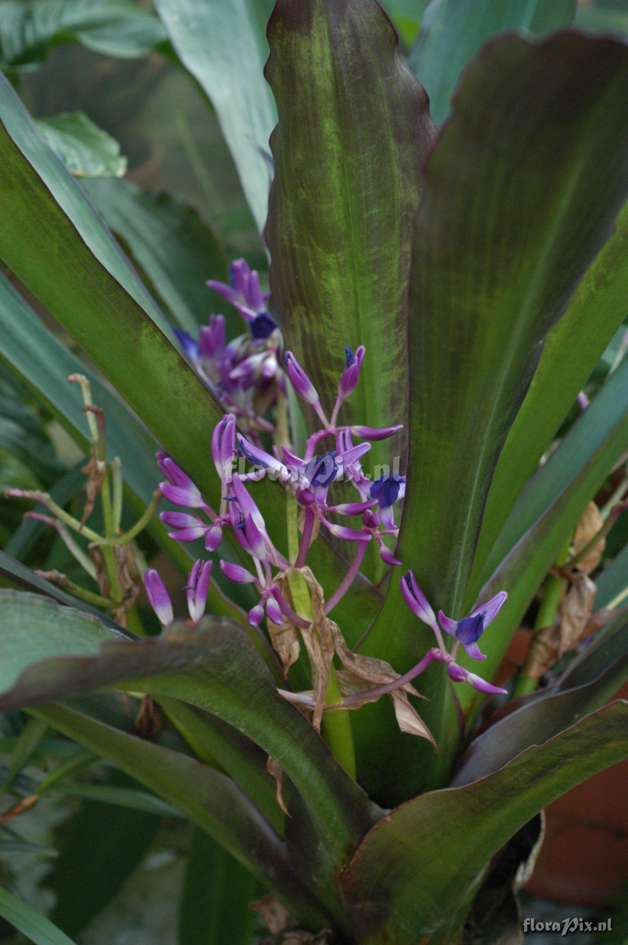 Cochliostema odoratissimum