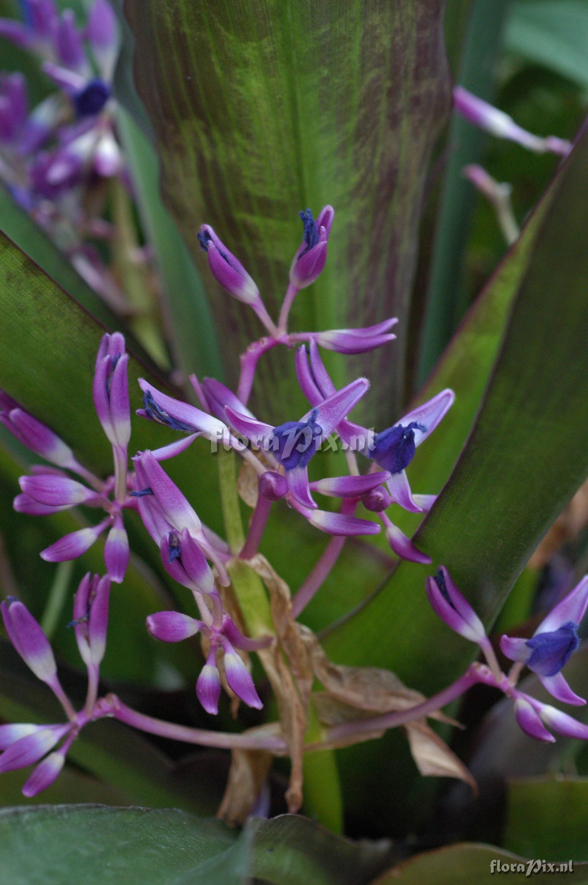 Cochliostema odoratissimum