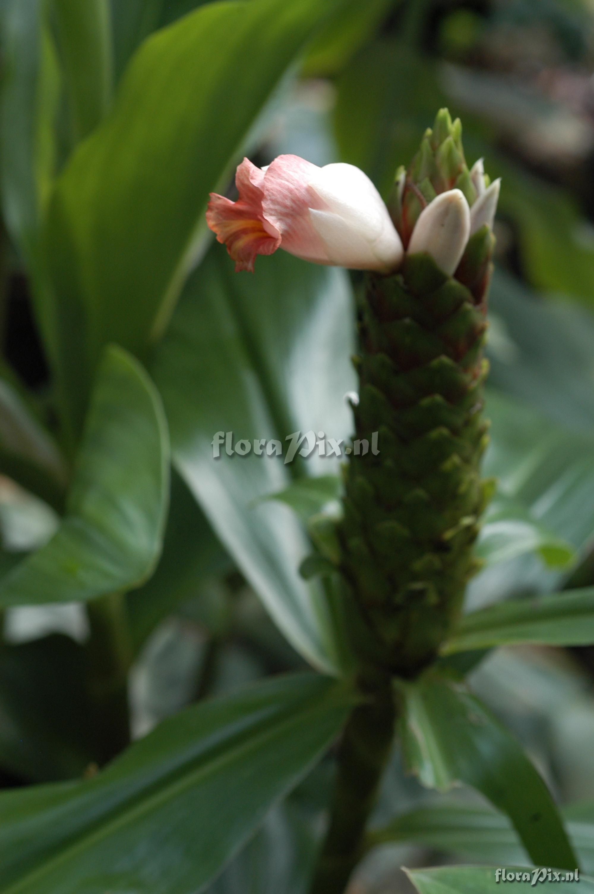 Costus arabicus x Costus guanaiensis