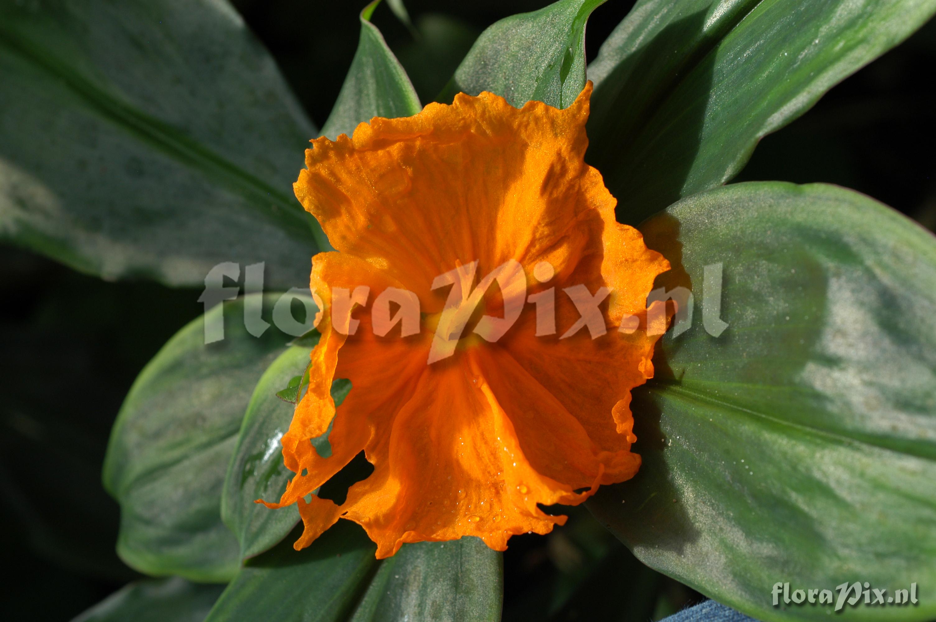 Costus cuspidatus