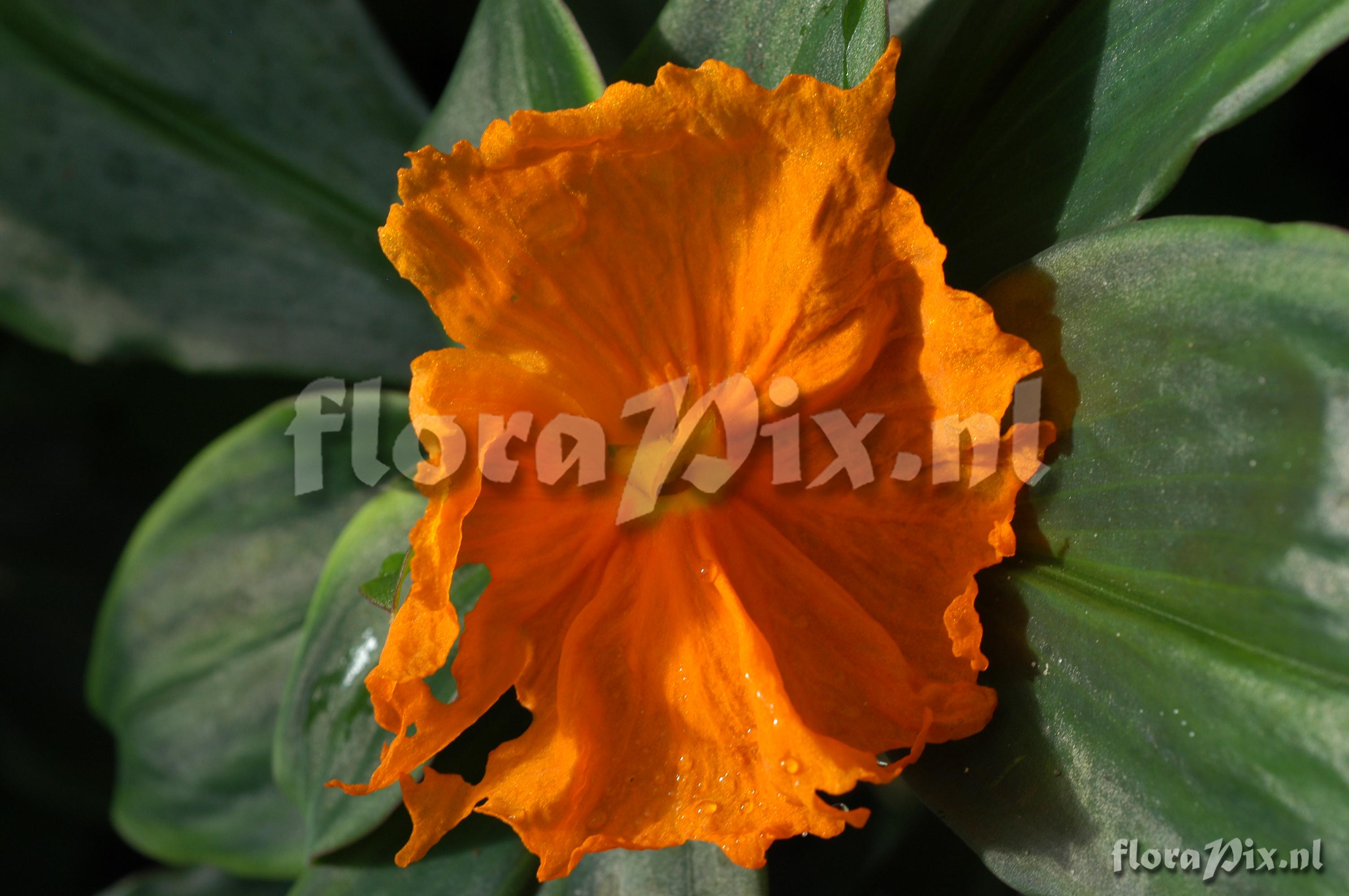 Costus cuspidatus