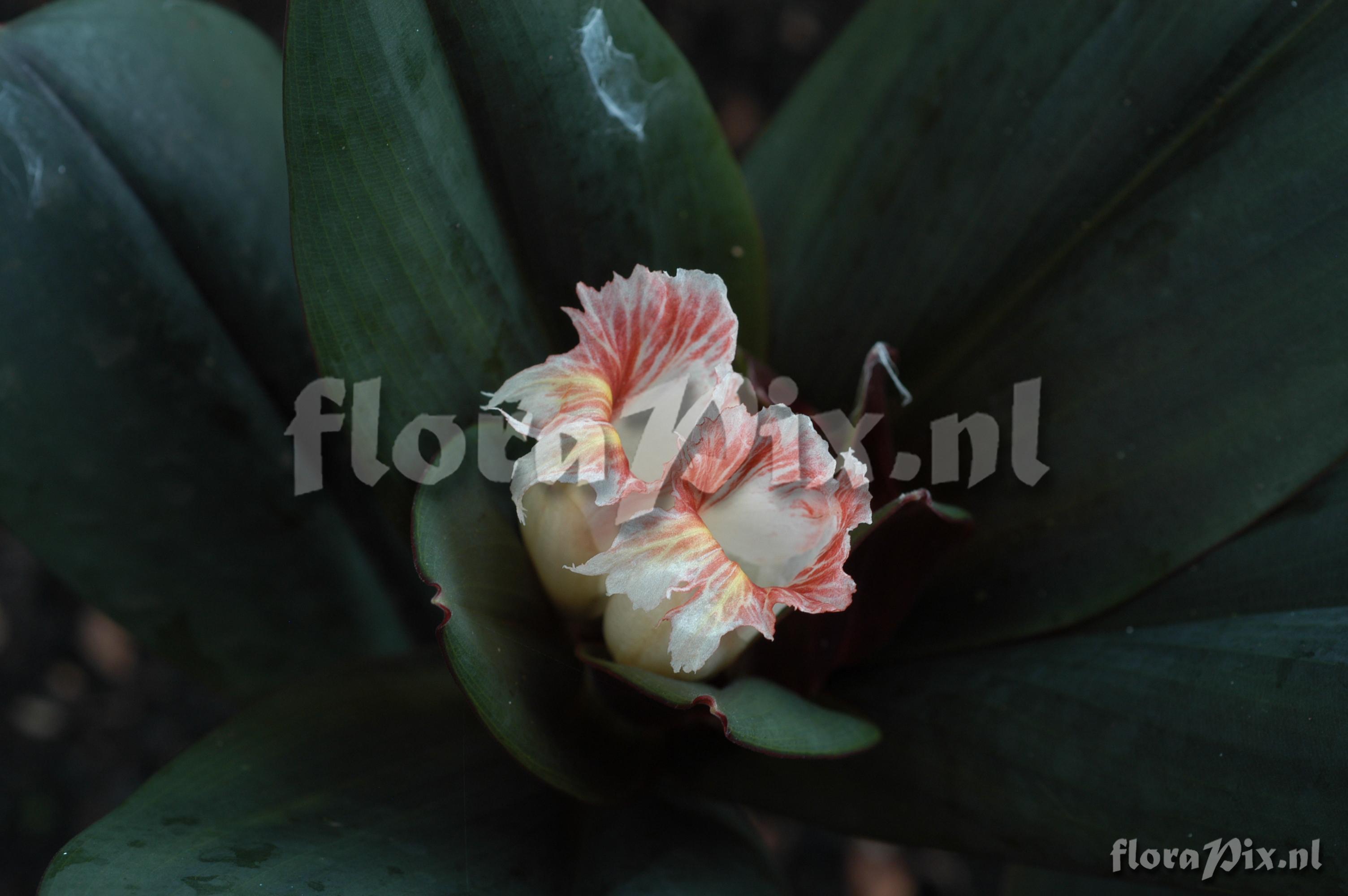 Costus el-wisky sp nov