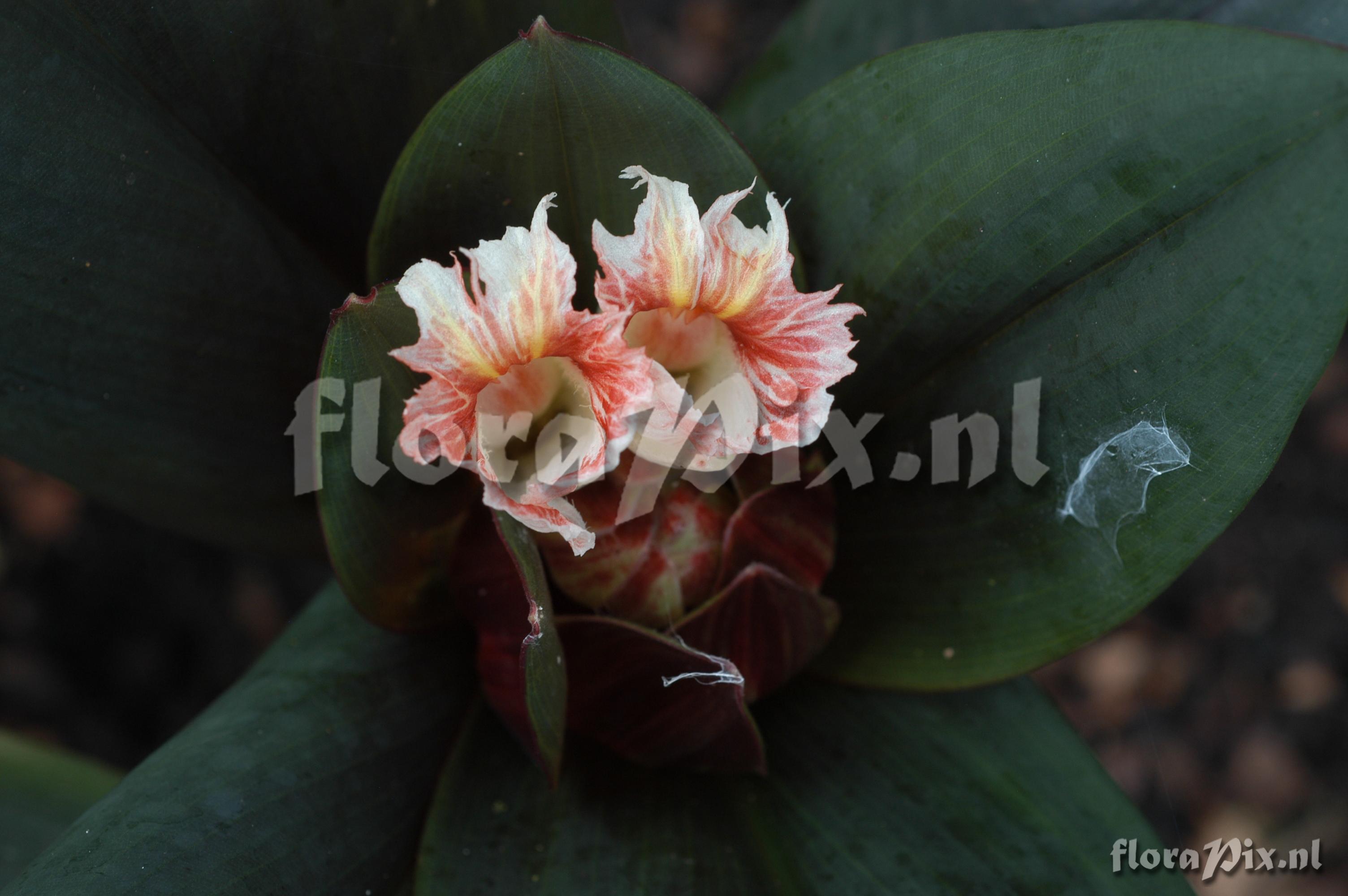 Costus el-wisky sp nov