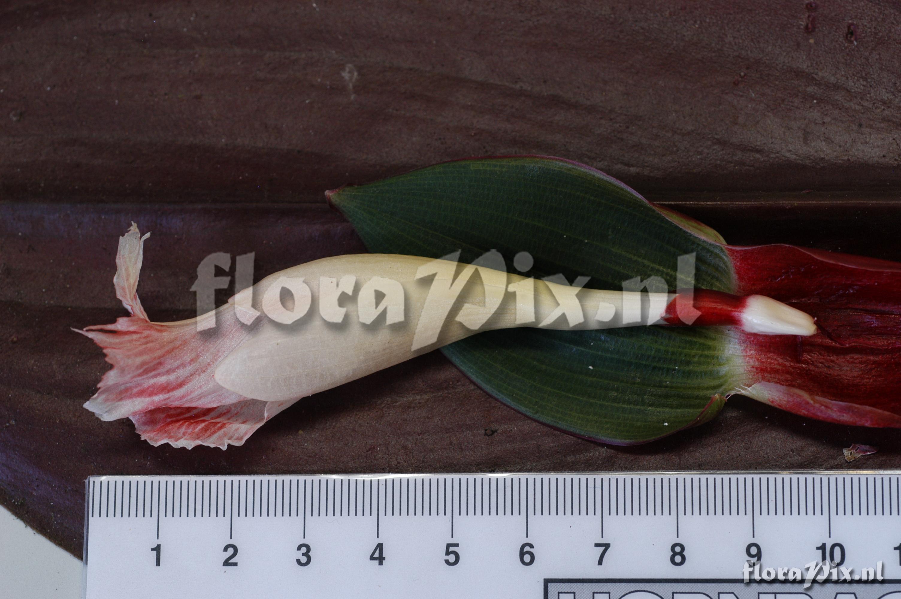 Costus el-wisky sp nov