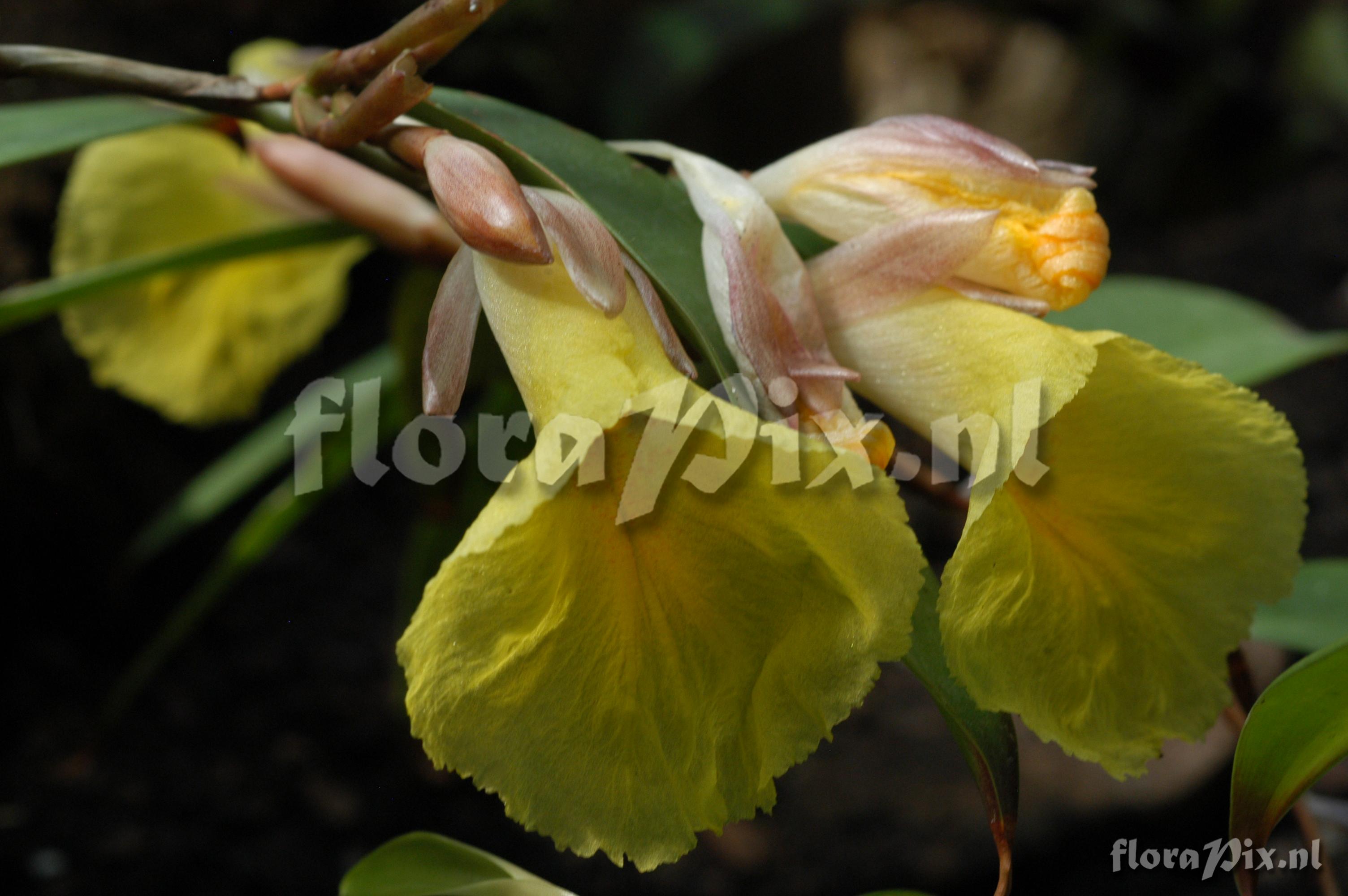 Costus laterifolius