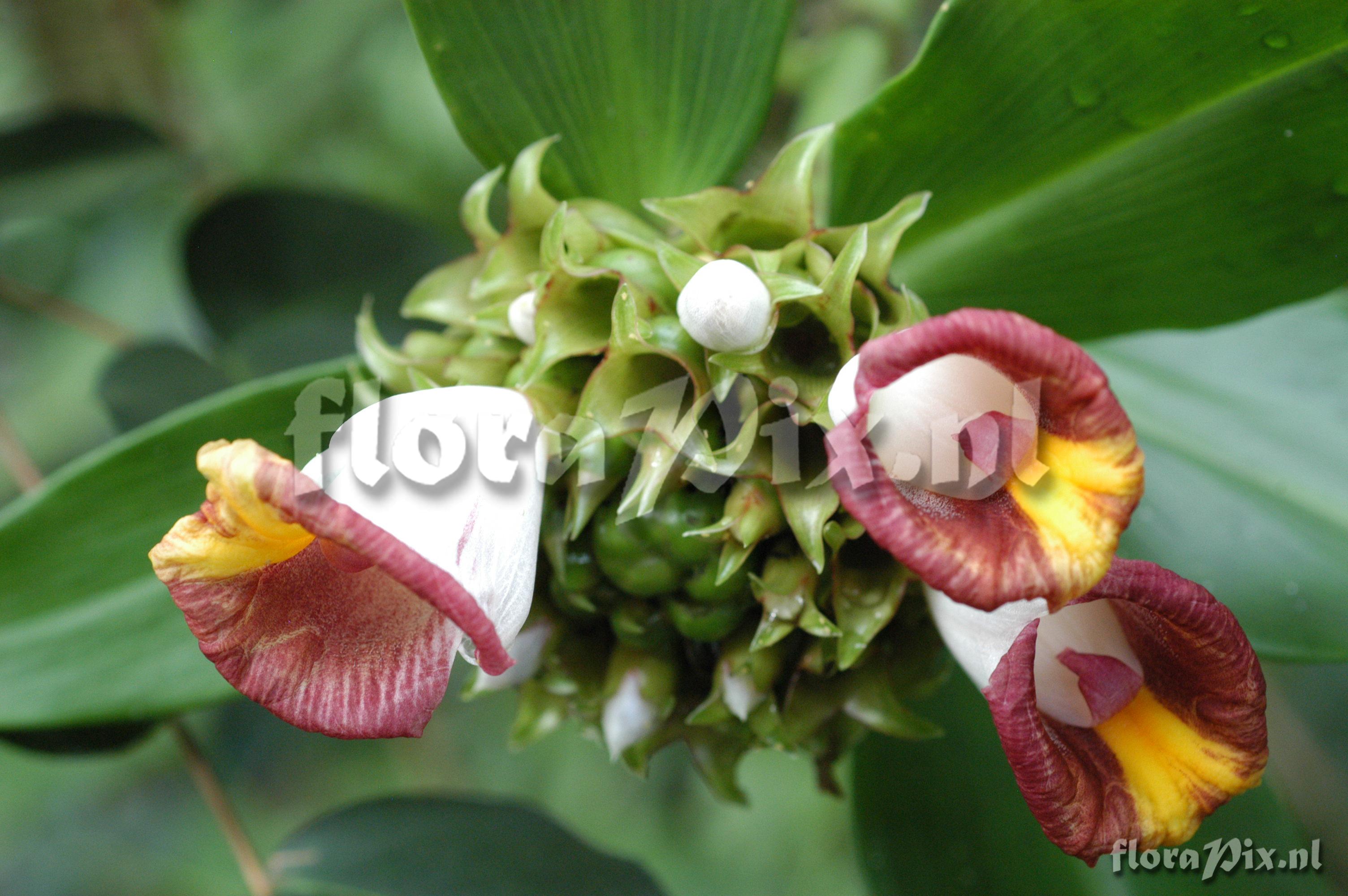 Costus lucanusianus var. major