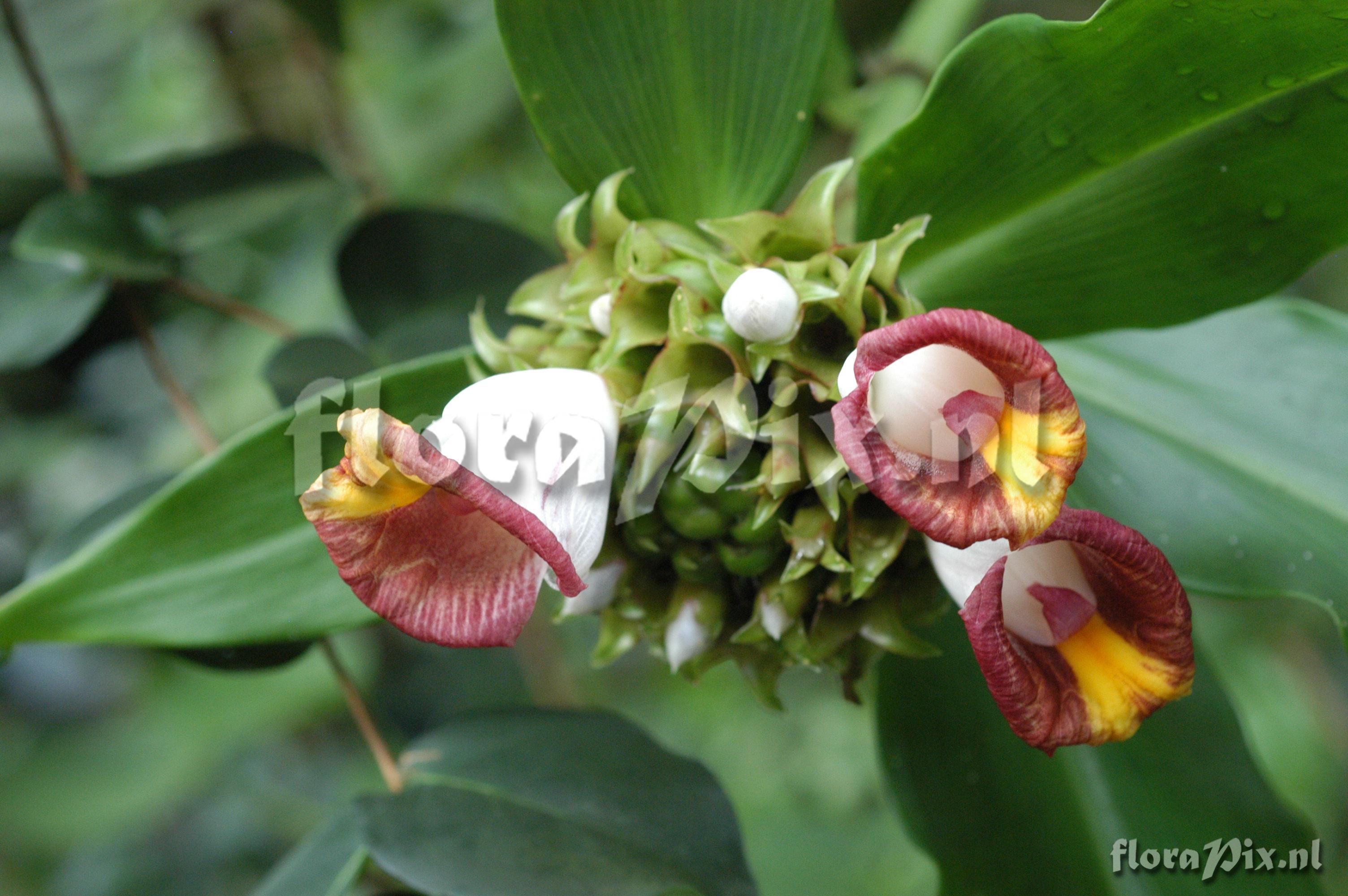 Costus lucanusianus var. major