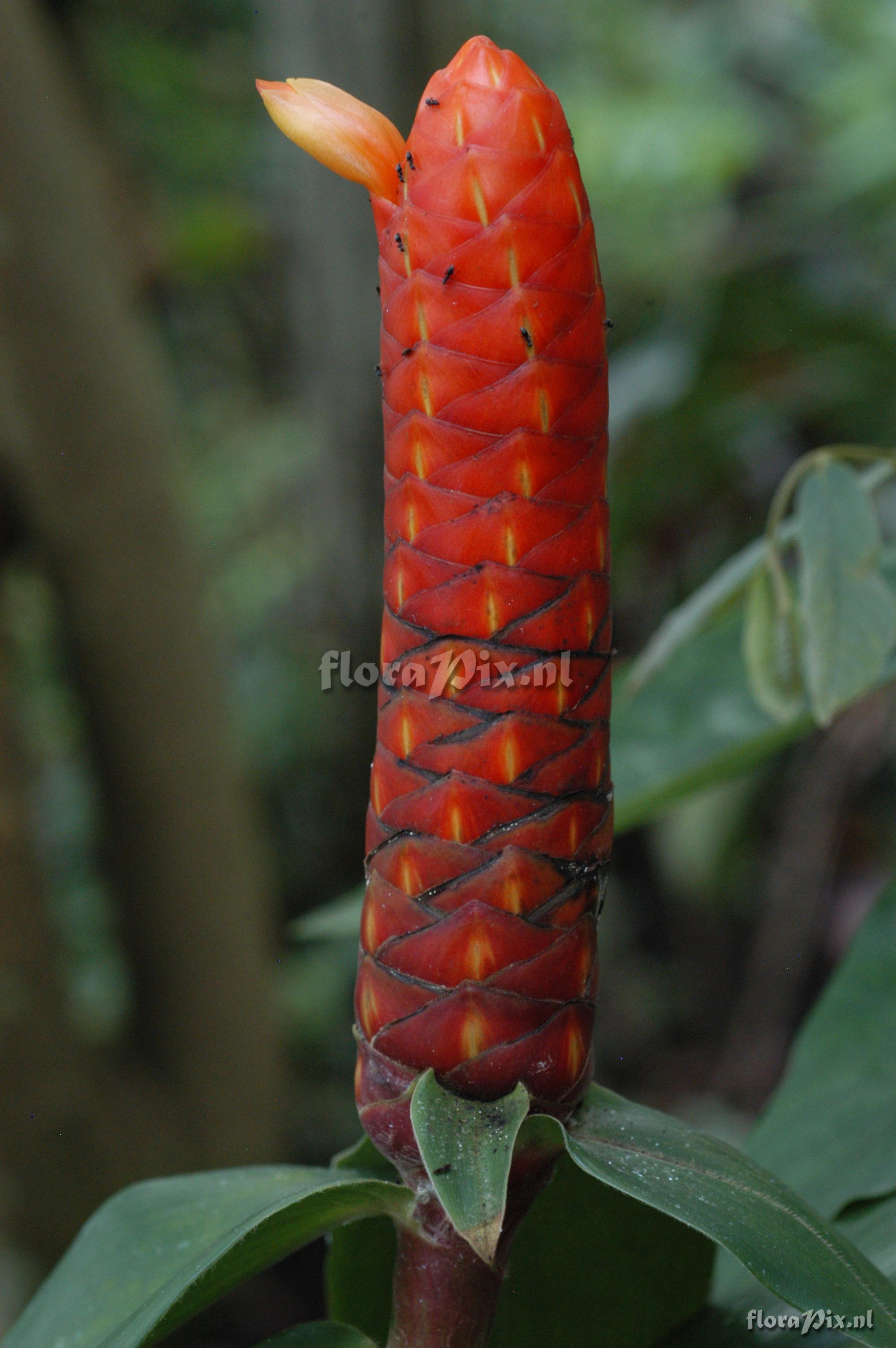 Costus scaber 1982GR00106