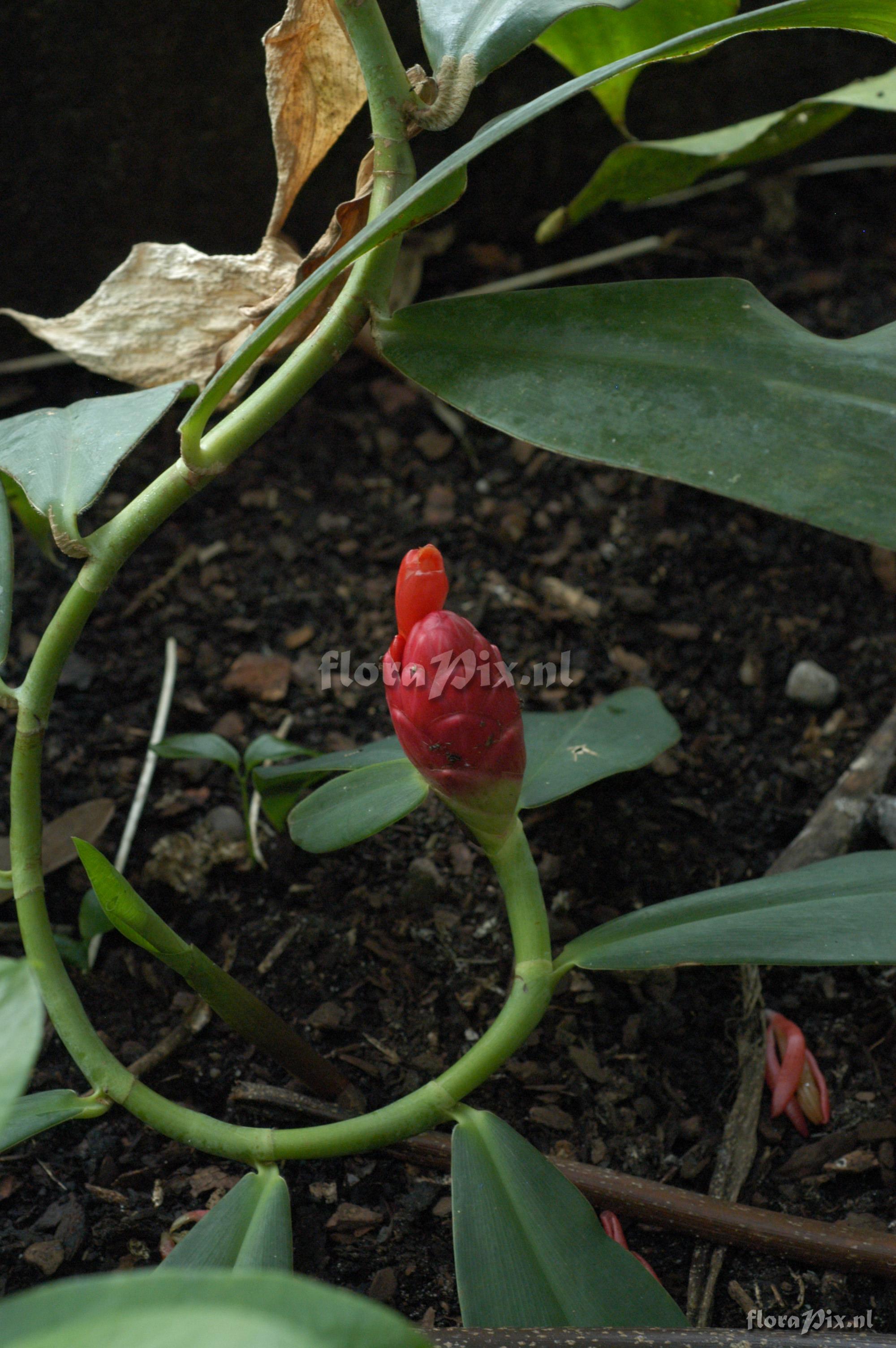 Costus spiralis