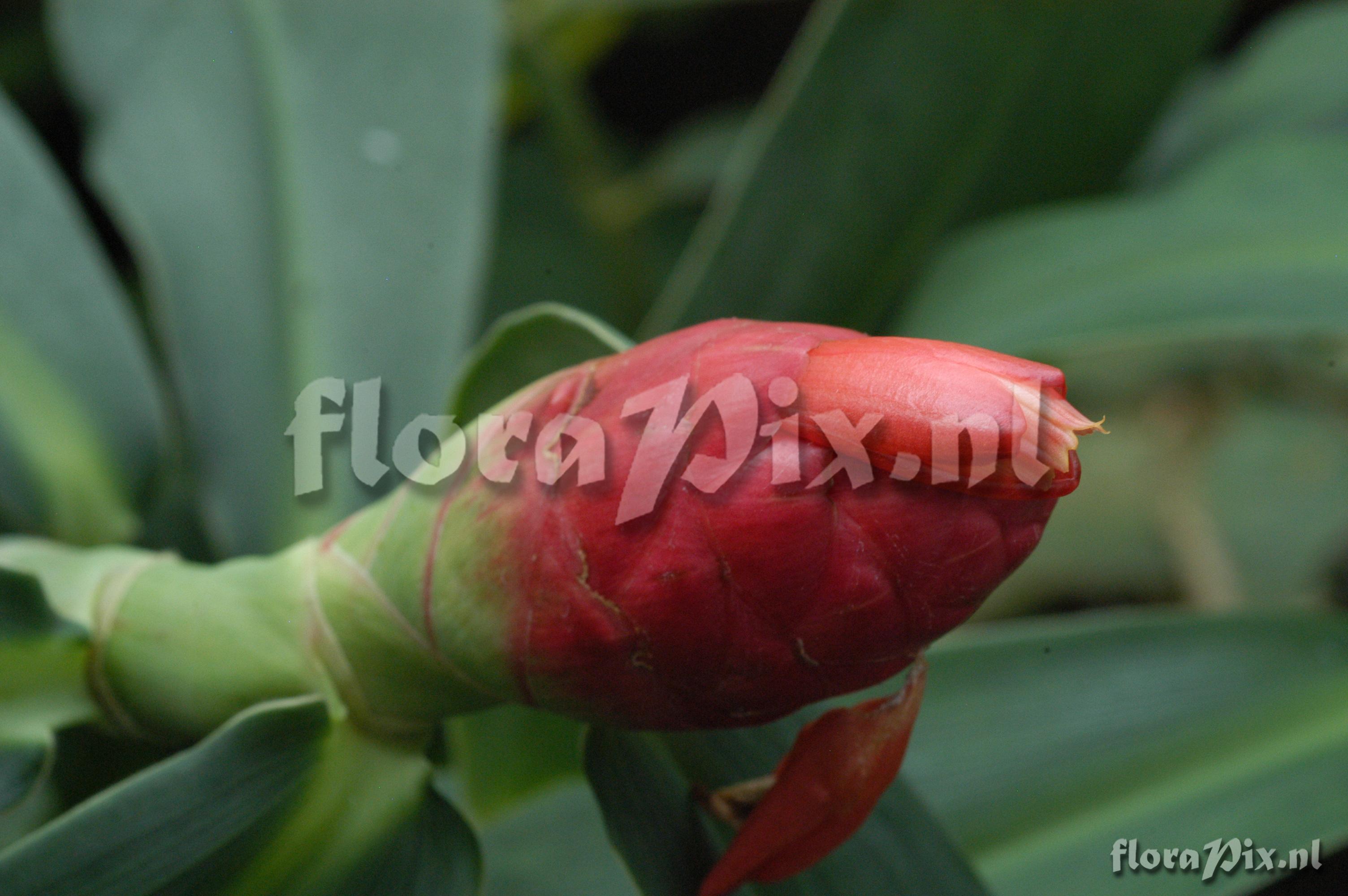 Costus spiralis