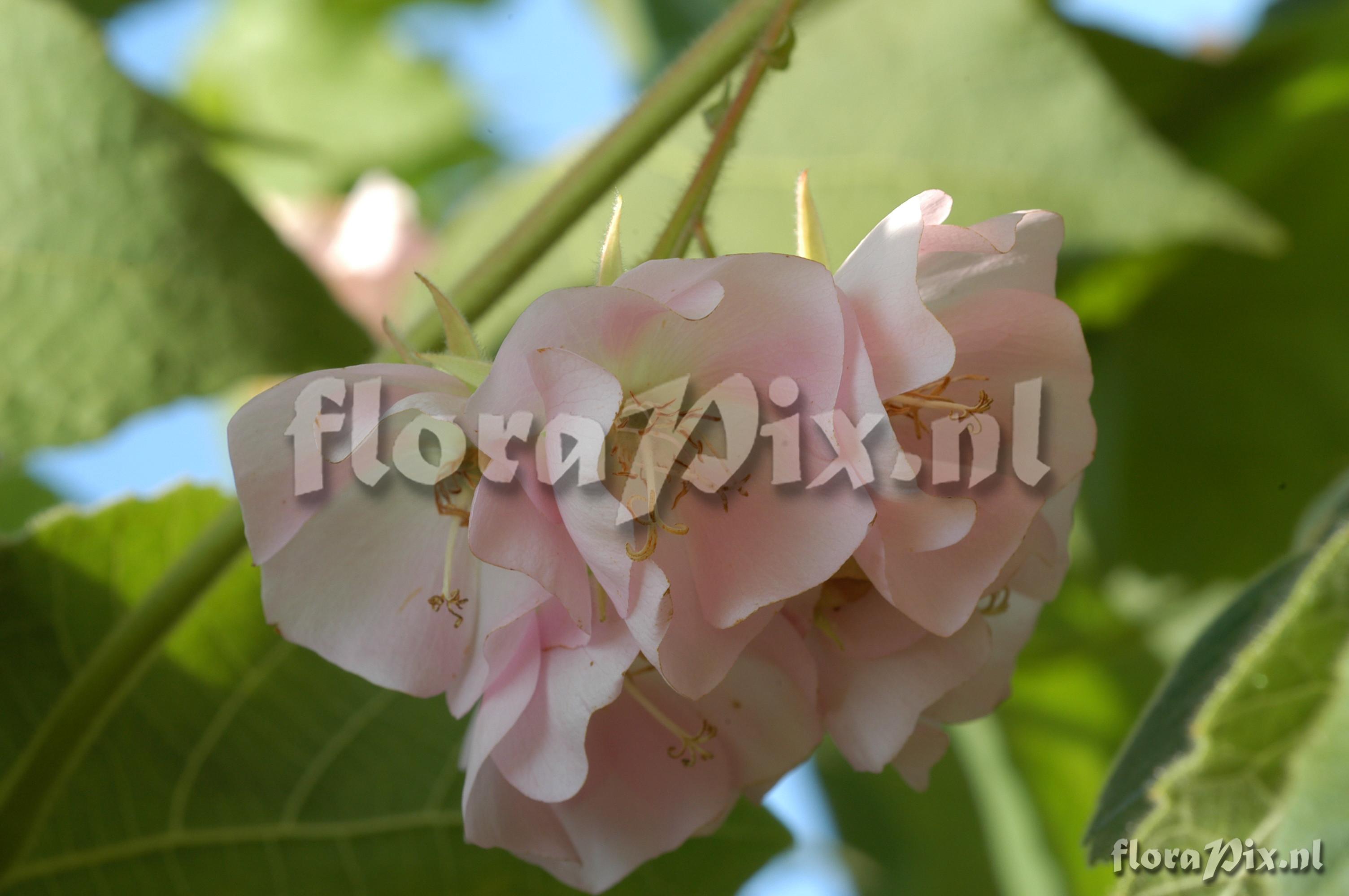 Dombeya burgessiae