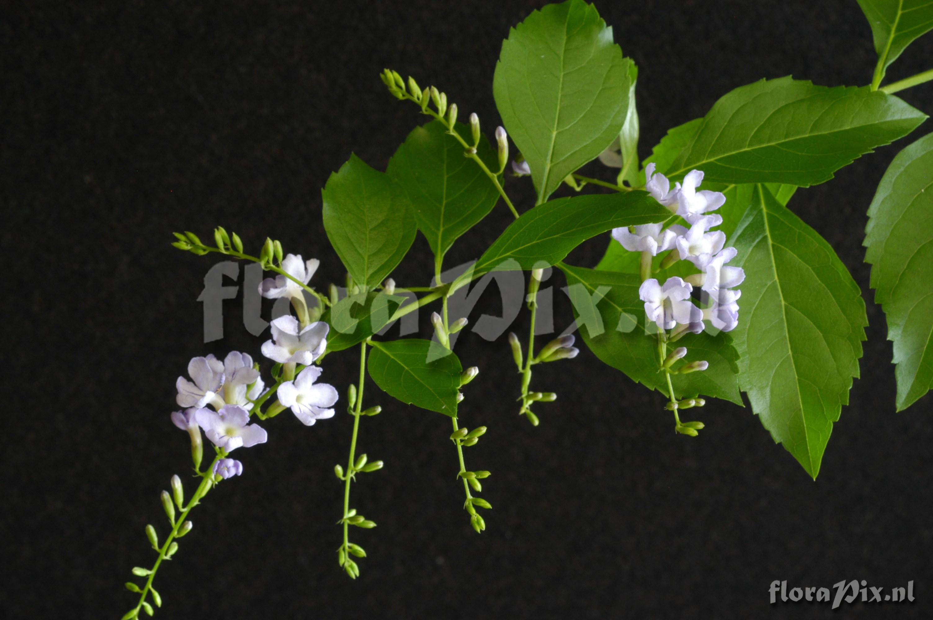 Duranta erecta