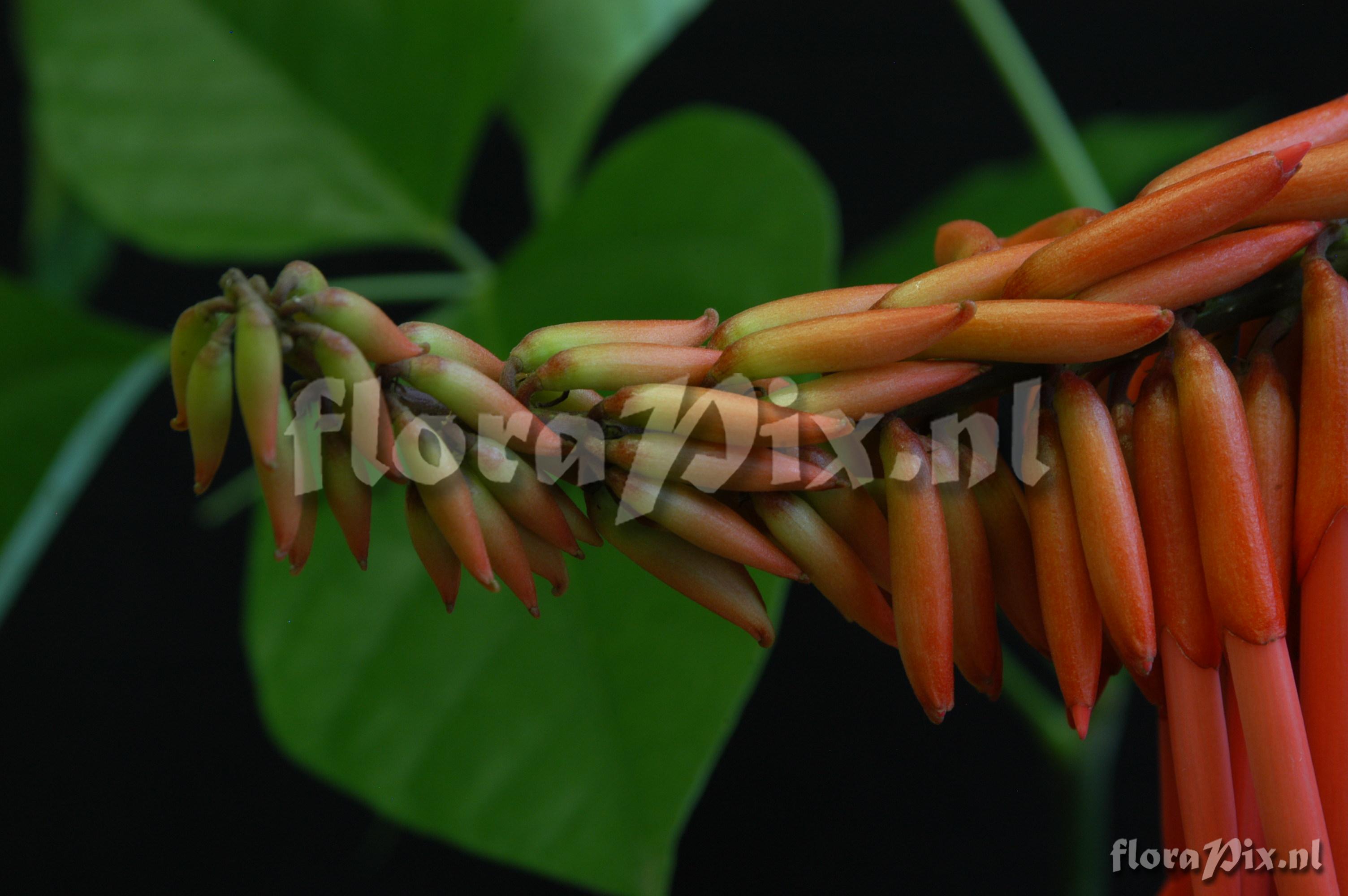 Erythrina spec