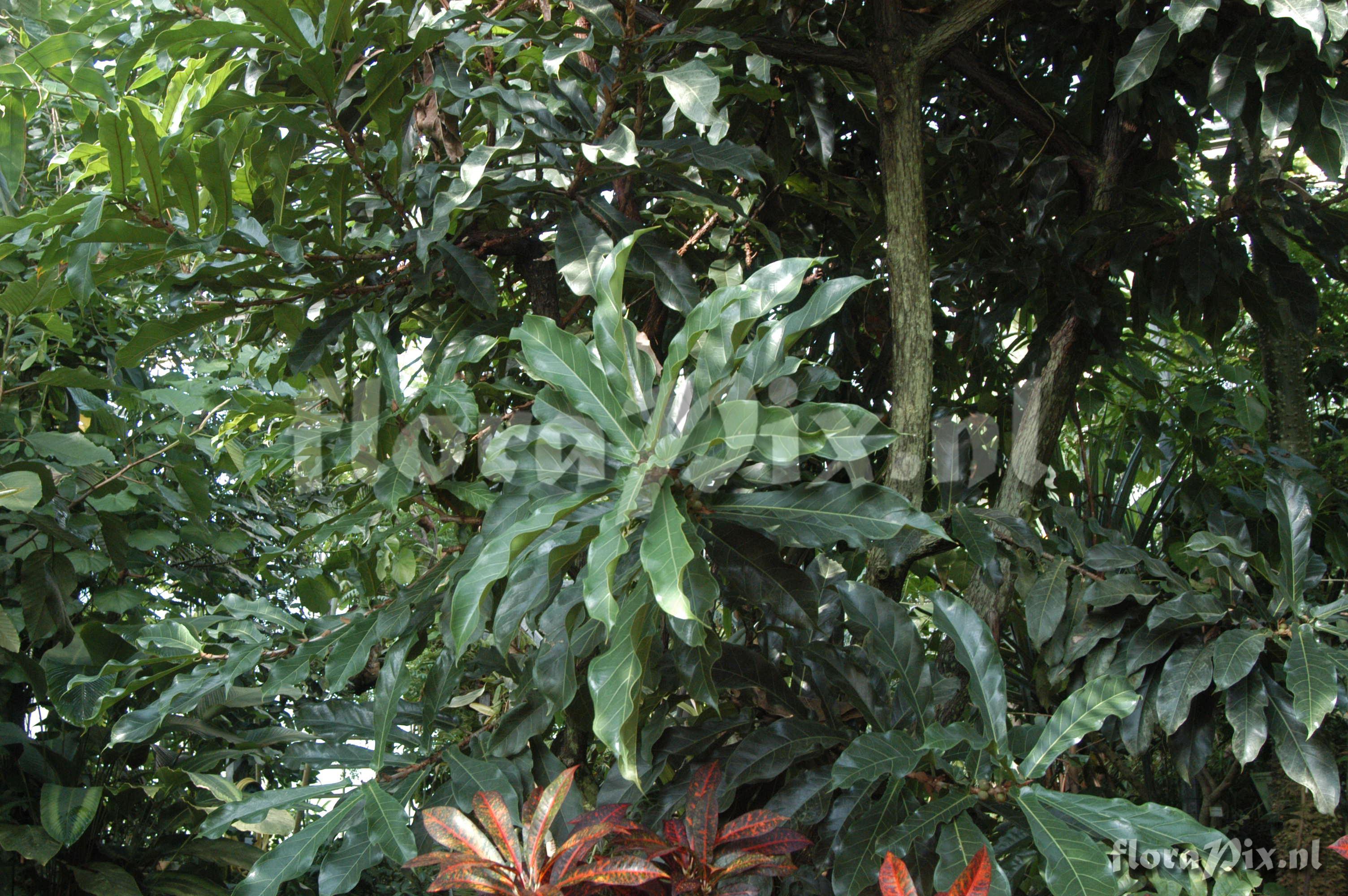 Ficus sagittifolia