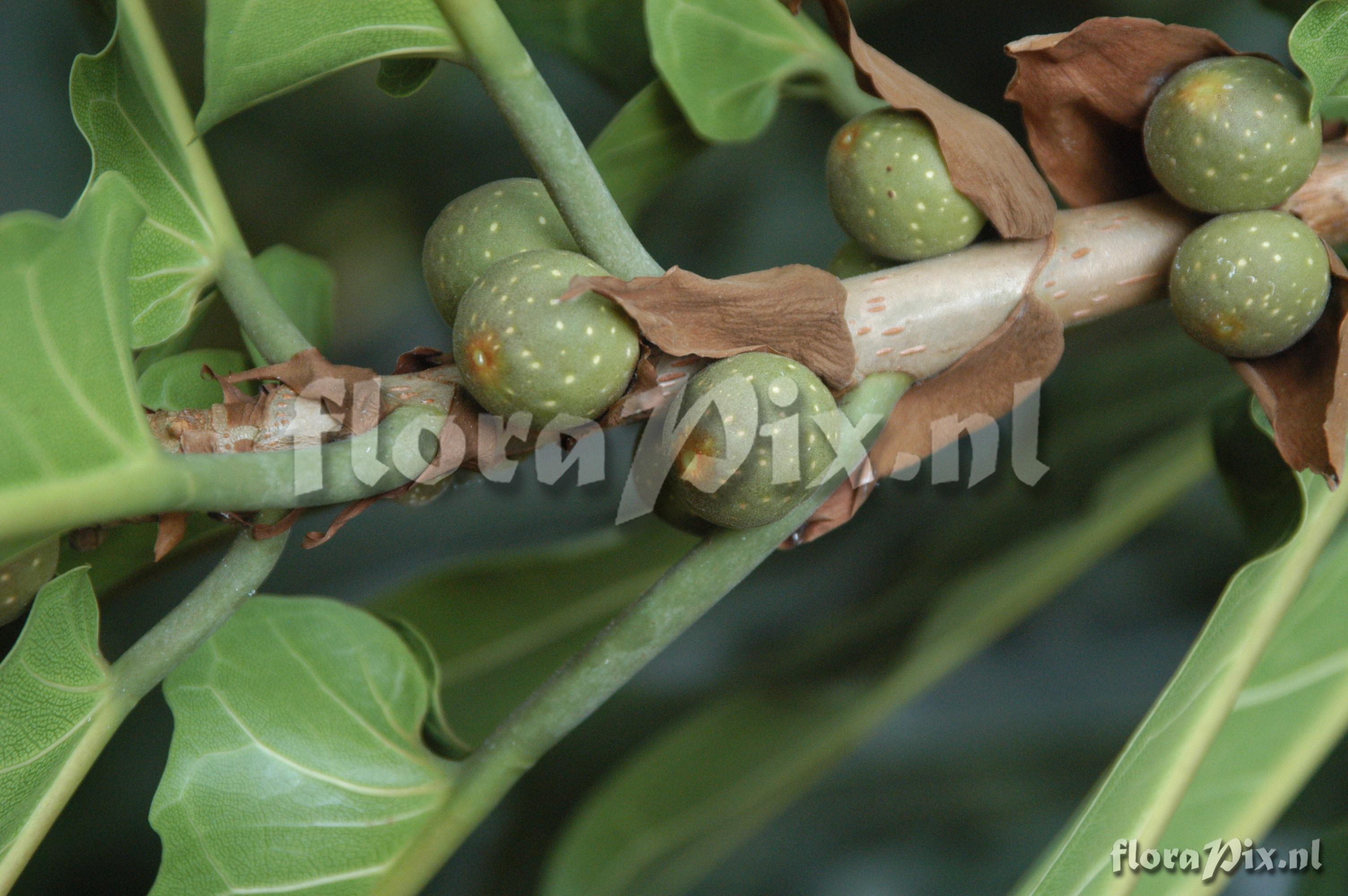 Ficus sagittifolia