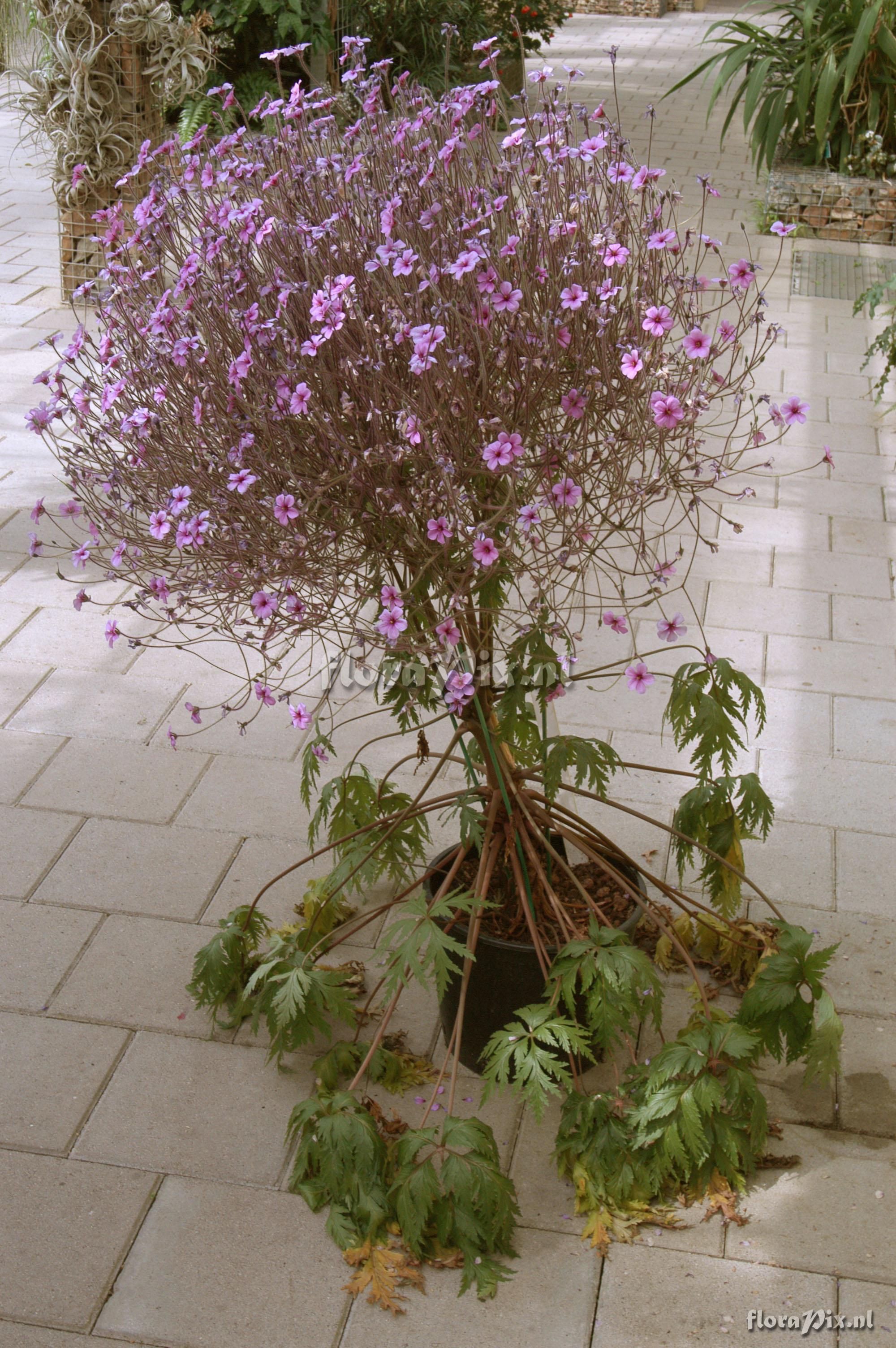 Geranium maderense