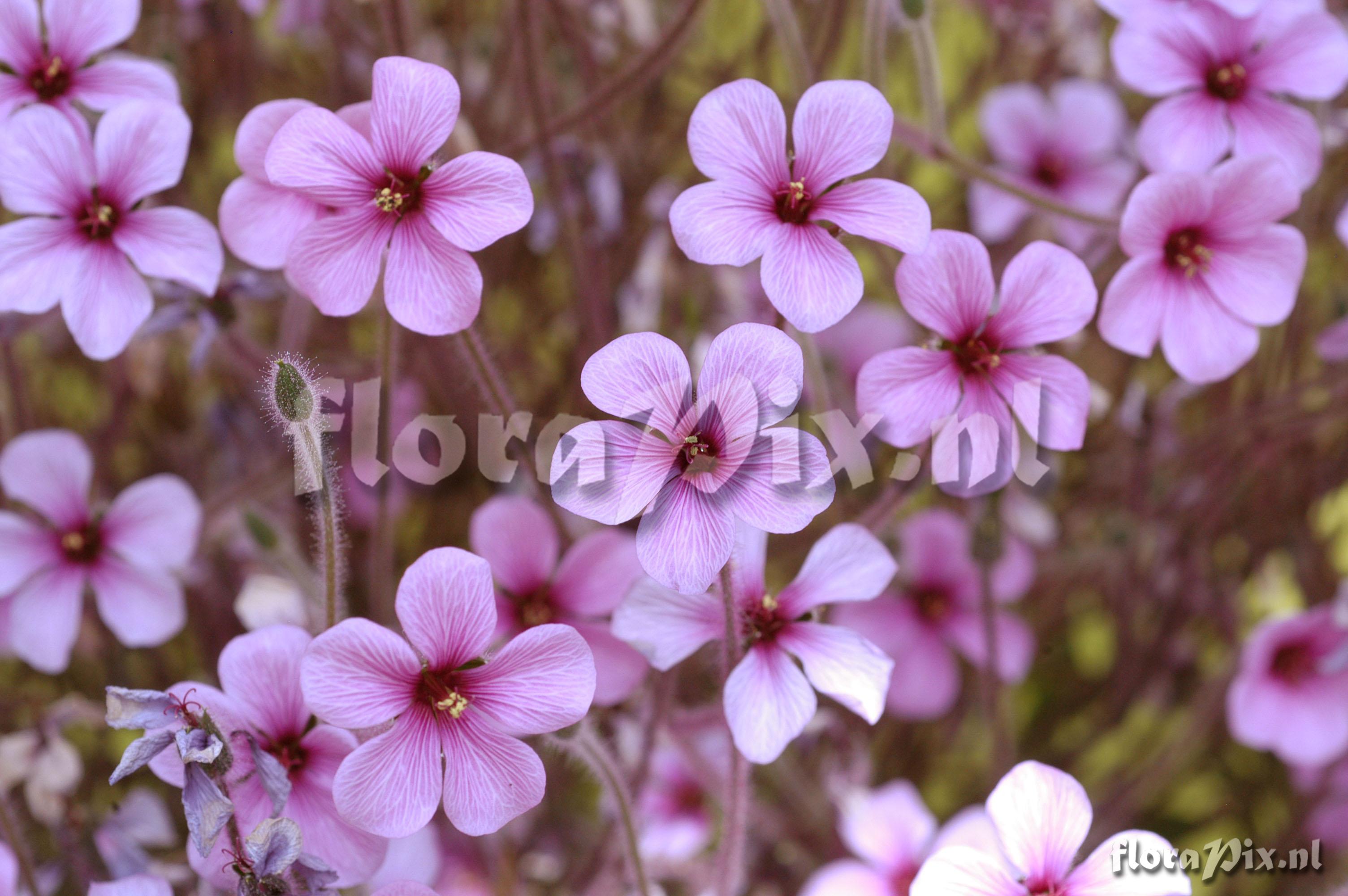 Geranium maderense