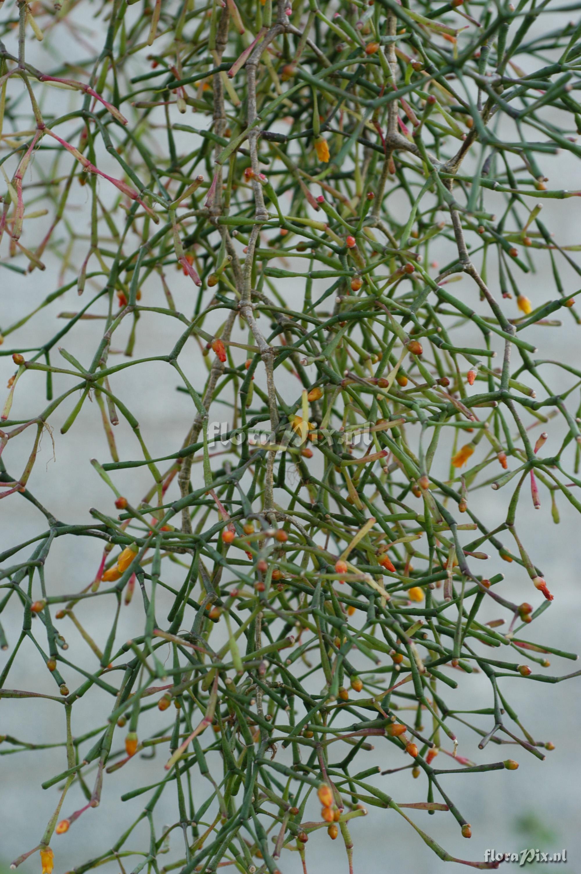 Hatiora salicornioides var. salicornioides