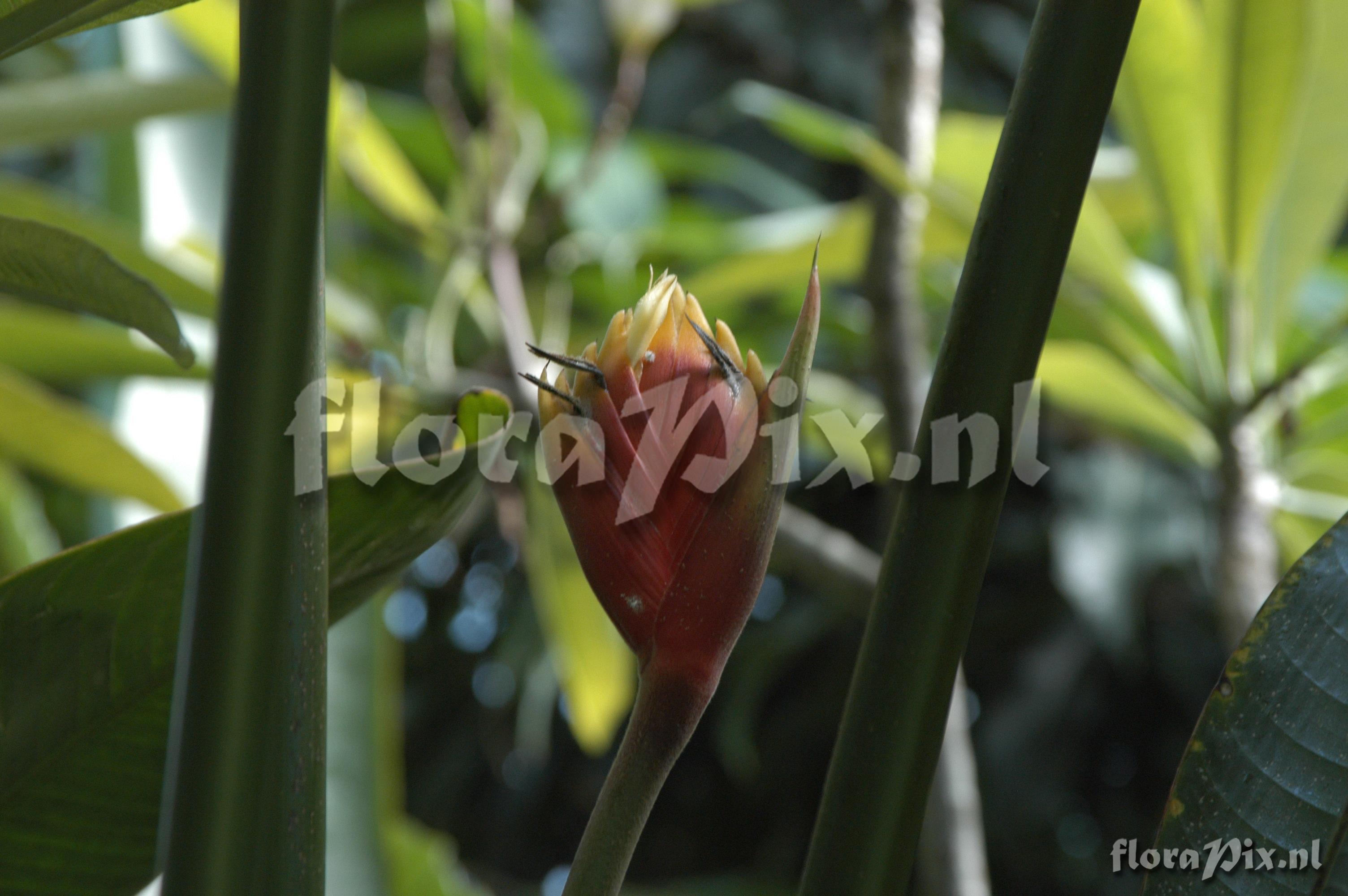 Heliconia episcopalis