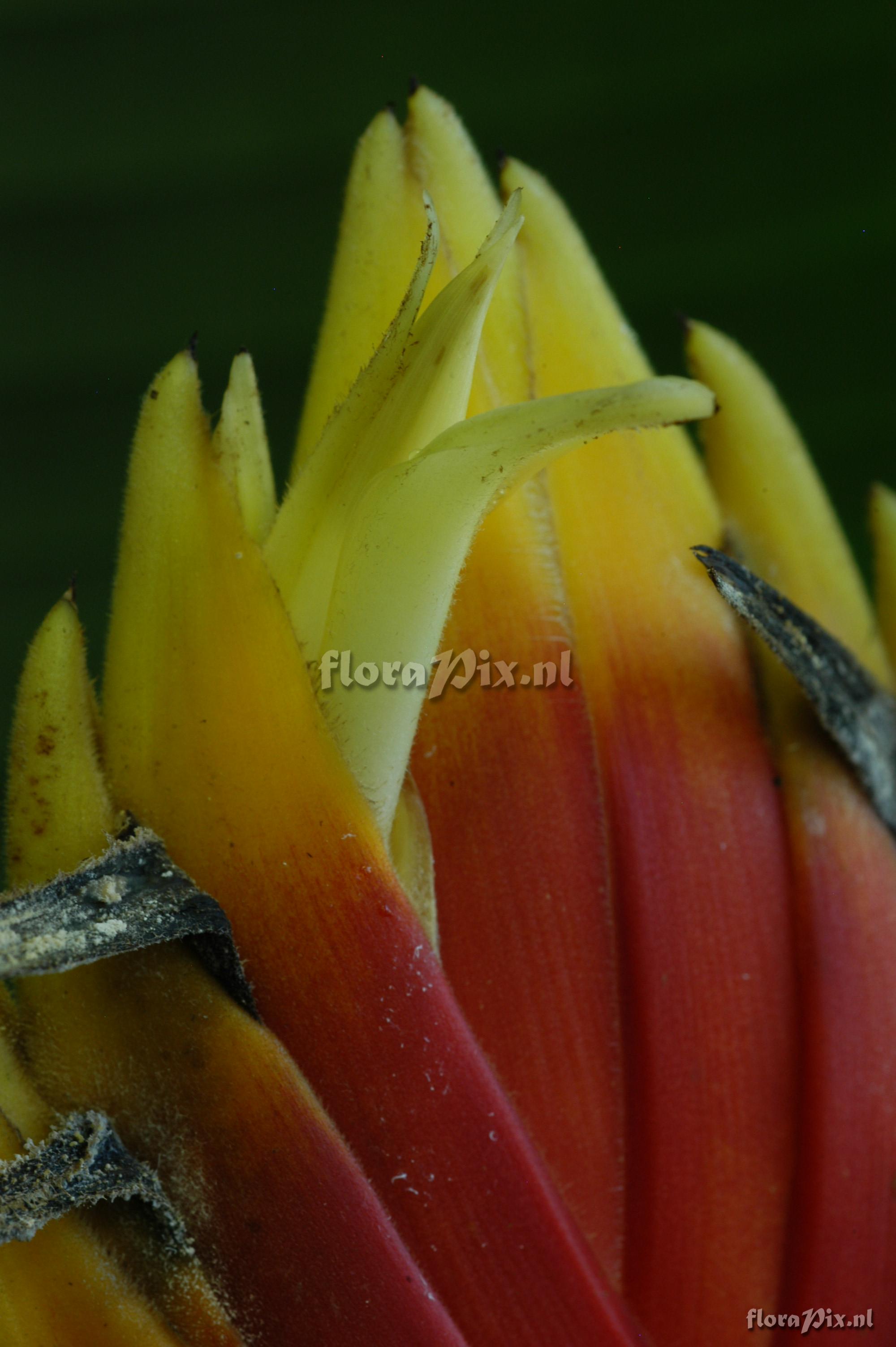 Heliconia episcopalis