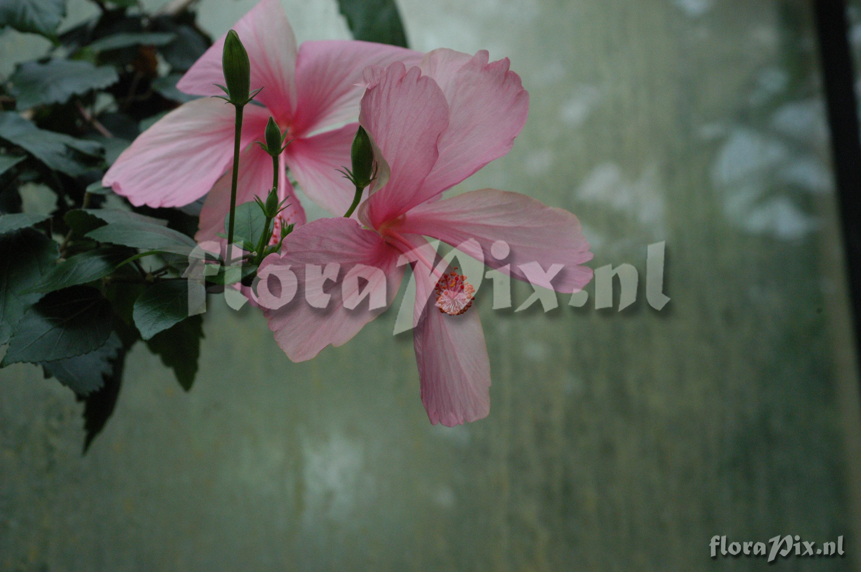 Hibiscus rosa-sinensis cv.